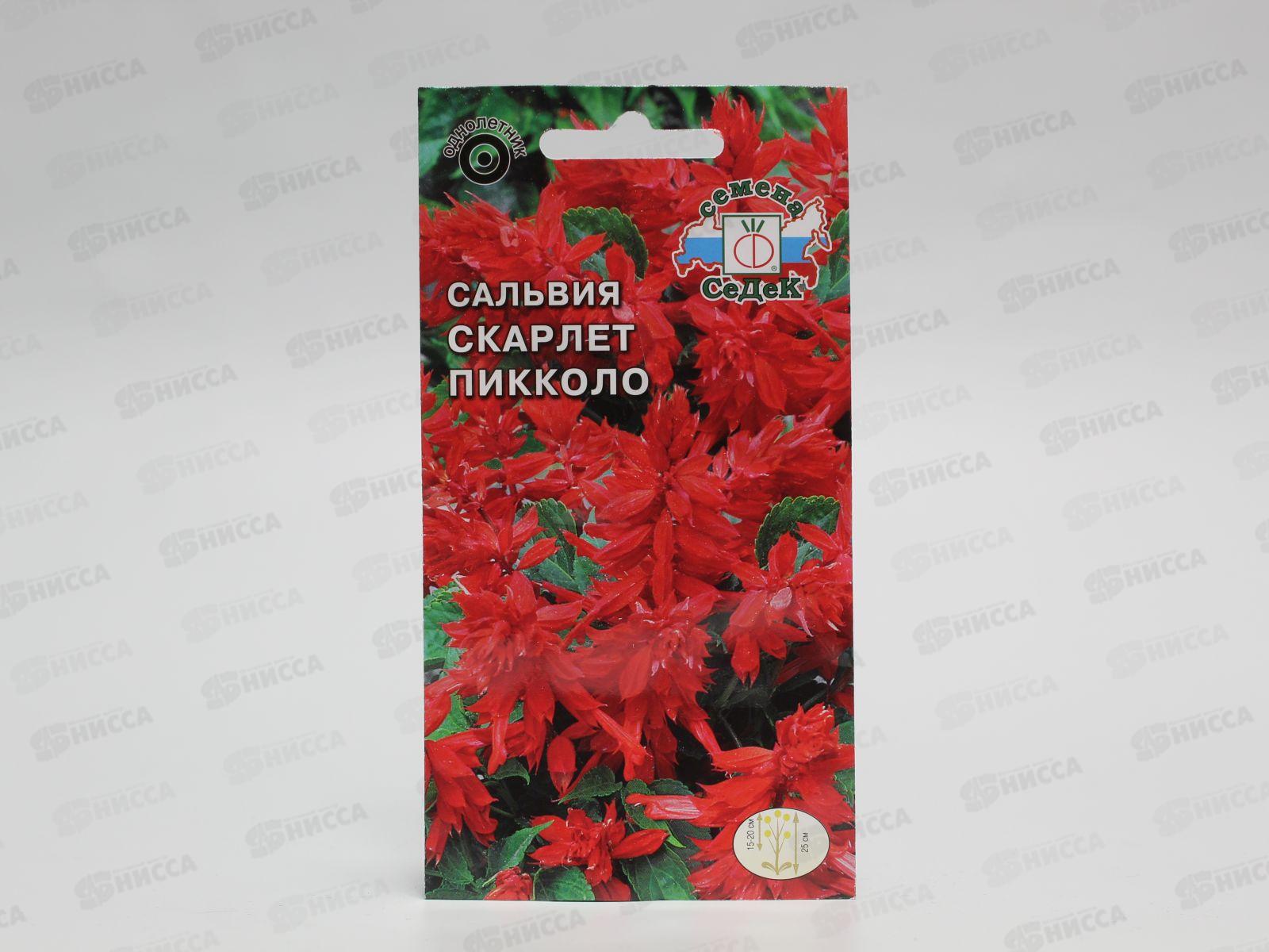 Сальвия Скарлет пиколло  (блестящая, низкорослая, красная) (Евро, 0,2) СеДек *10 +