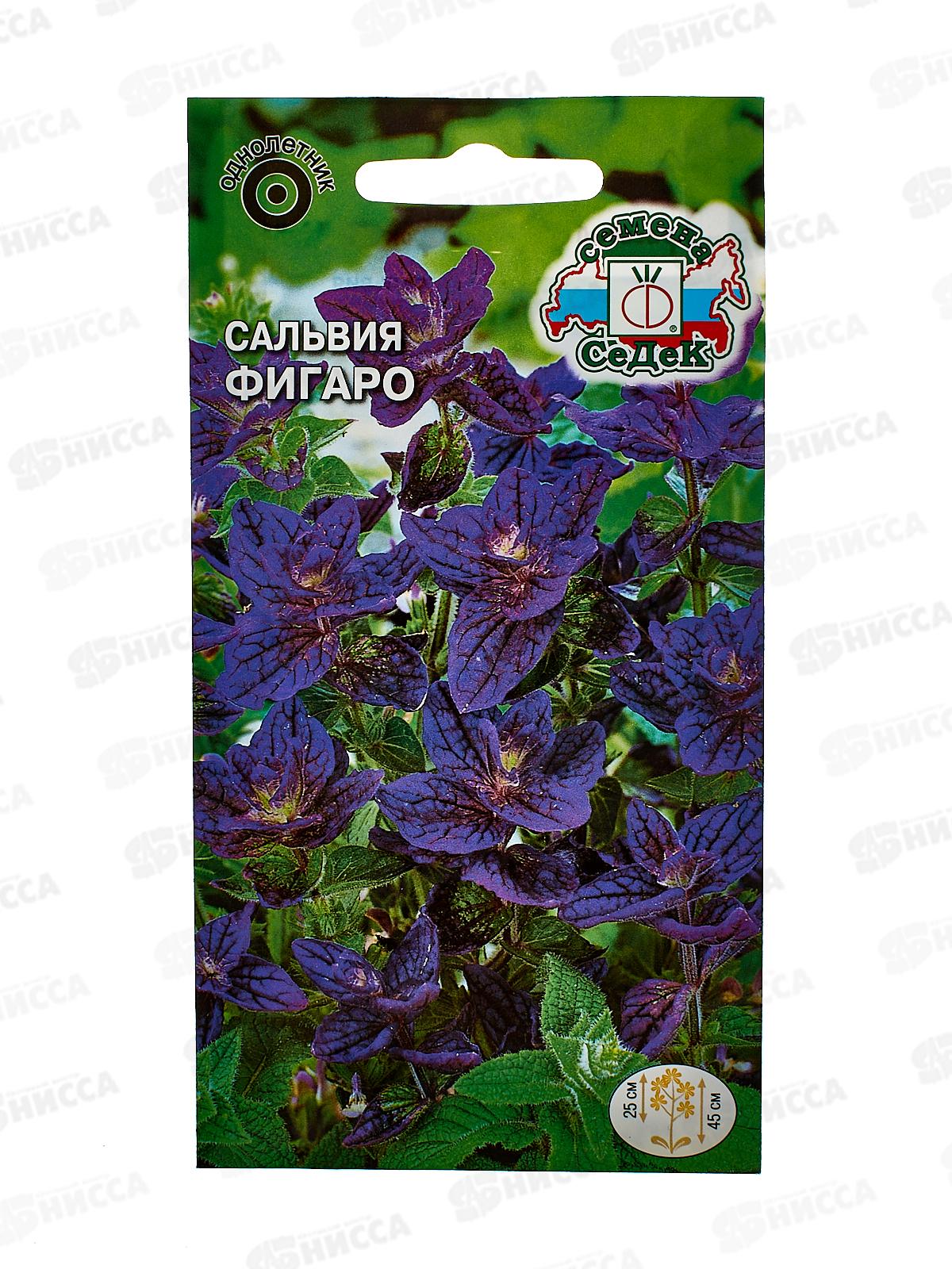 Сальвия Фигаро (хорминовая, темно-синяя) (Евро, 0,25) СеДек +