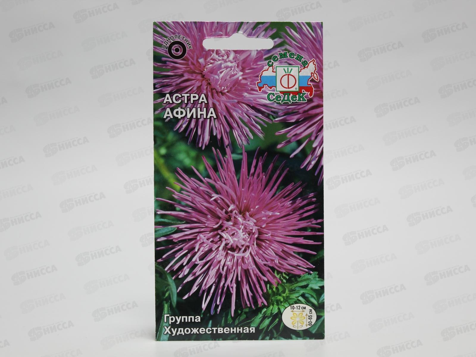 Астра Афина (игольчатая аметистовая) (Евро, 0,2) СеДек *10 +