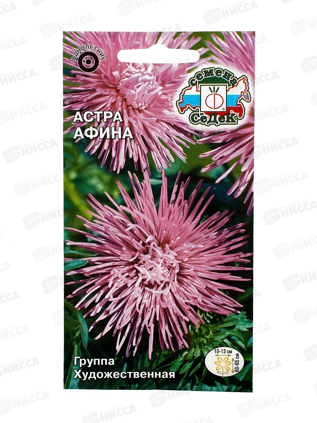 Астра Афина (игольчатая аметистовая) (Евро, 0,2) СеДек *10 +