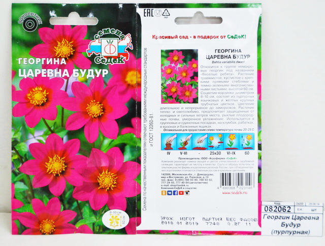 Георгин Царевна Будур (пурпурная) (Евро, 0,2) СеДек *10 +