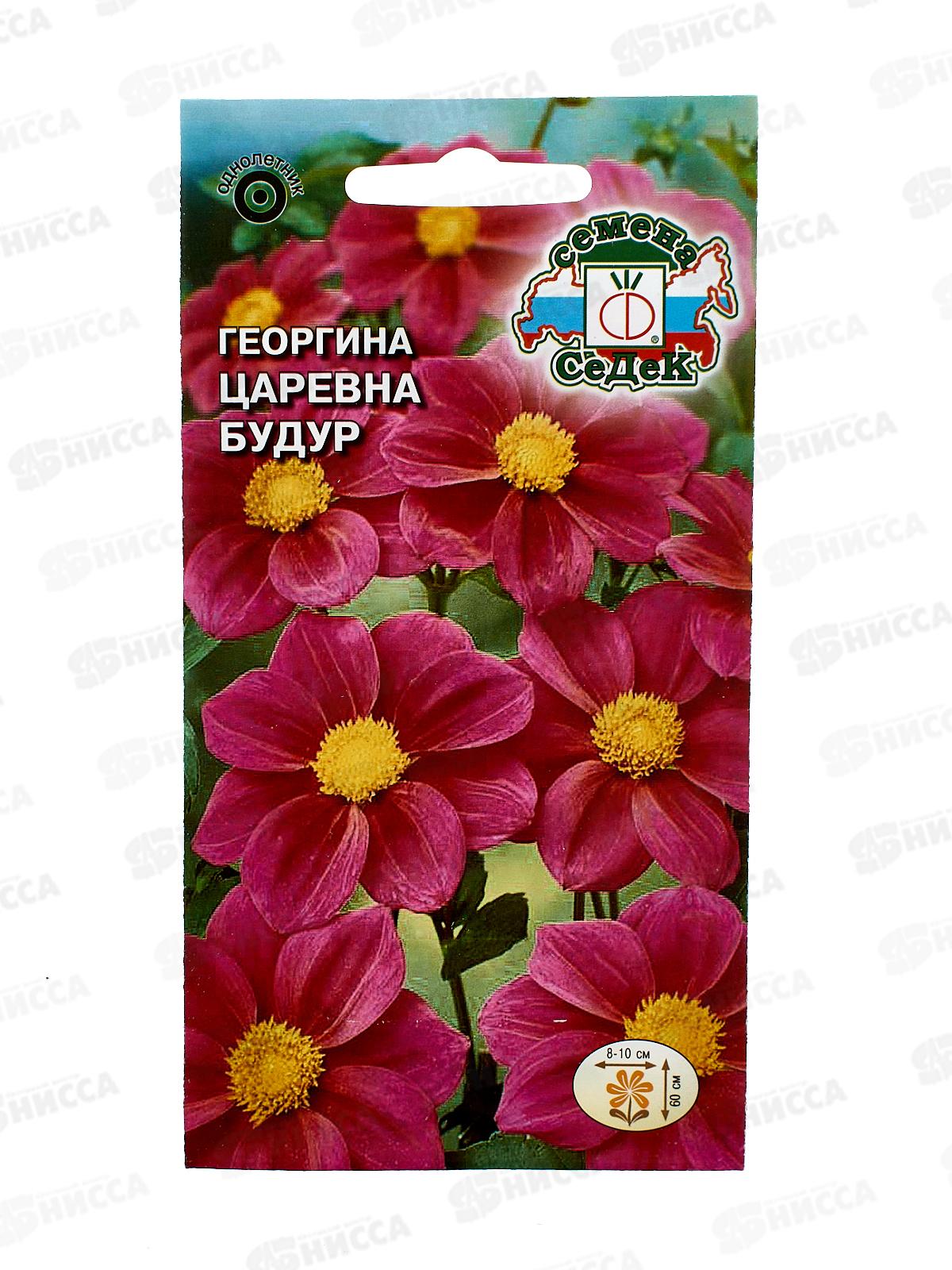 Георгин Царевна Будур (пурпурная) (Евро, 0,2) СеДек *10 +