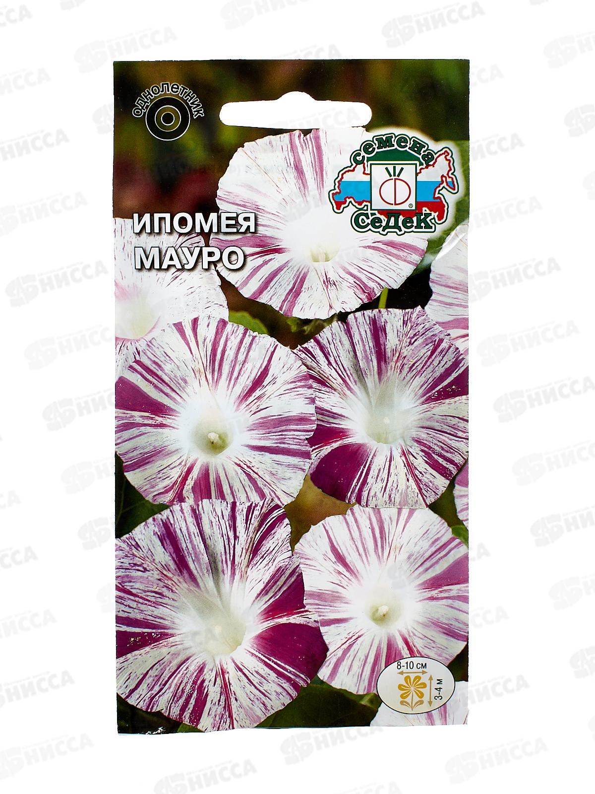 Ипомея Мауро (тип пурпурная, белая с малиновыми штрихами) (Евро) СеДек +