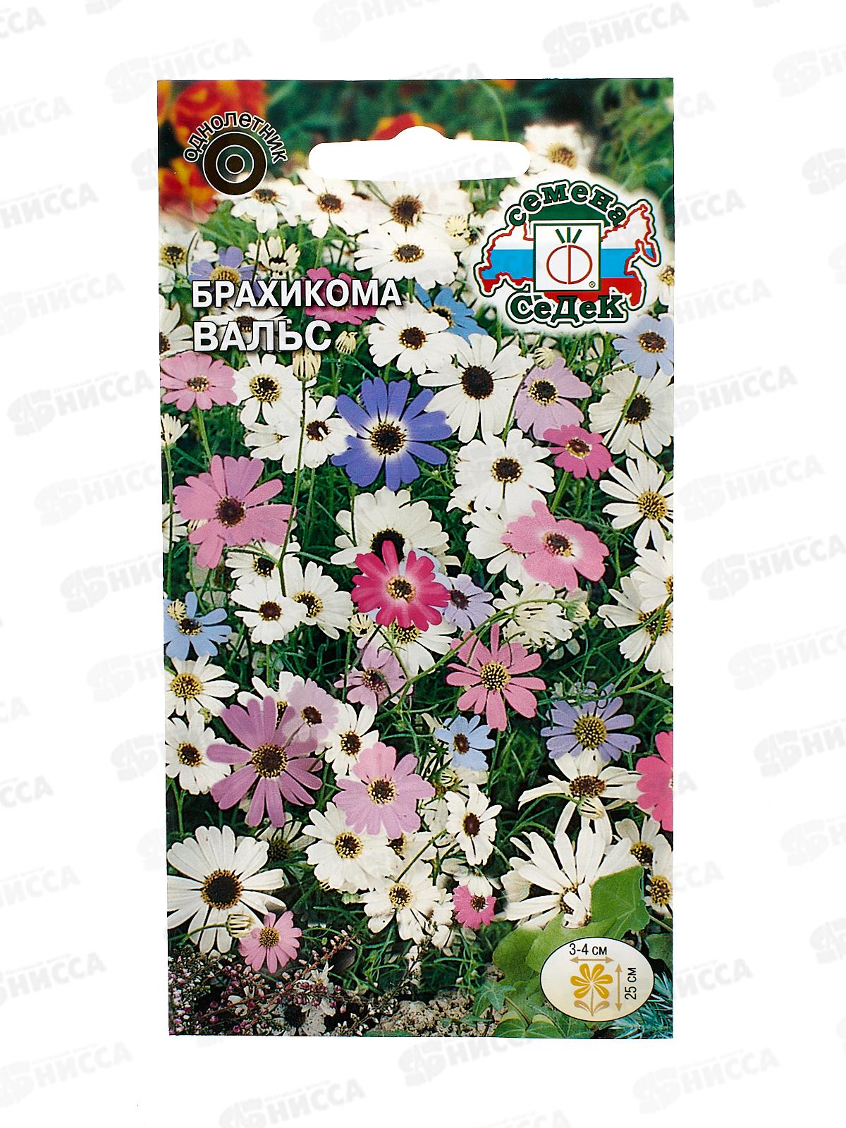 Брахикома Вальс  (иберисолистная, смесь) (Евро, 0,1) СеДек +