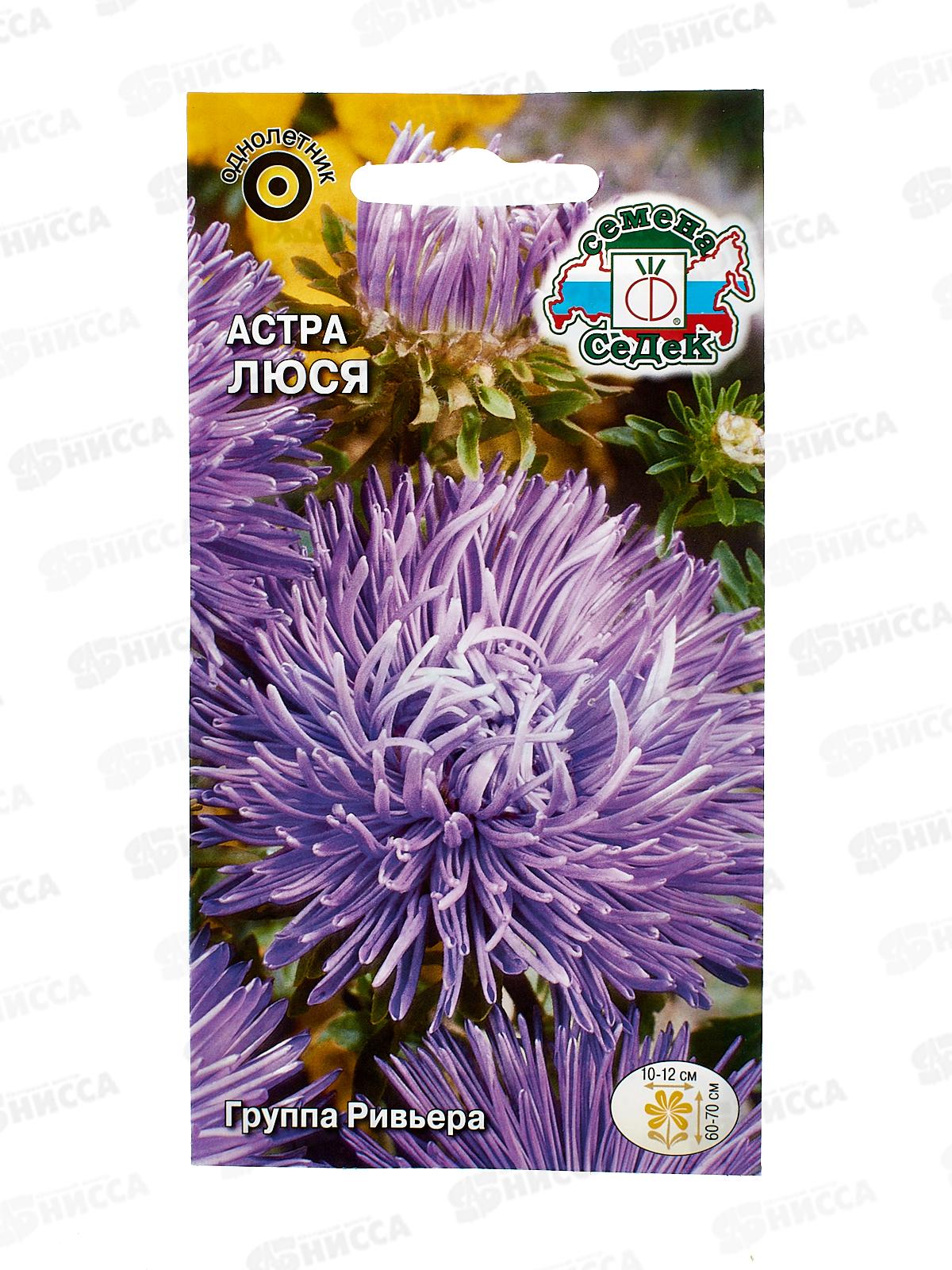 Астра Люся (игольчатая, темно-сиреневая) (Евро, 0,2) СеДек *10 +