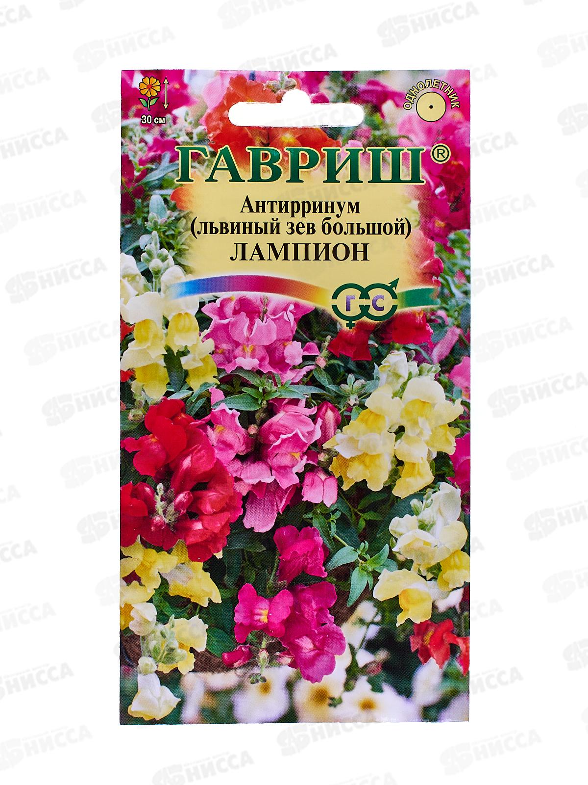 Львиный зев ампельный Лампион 5 штук  *10 ГШ