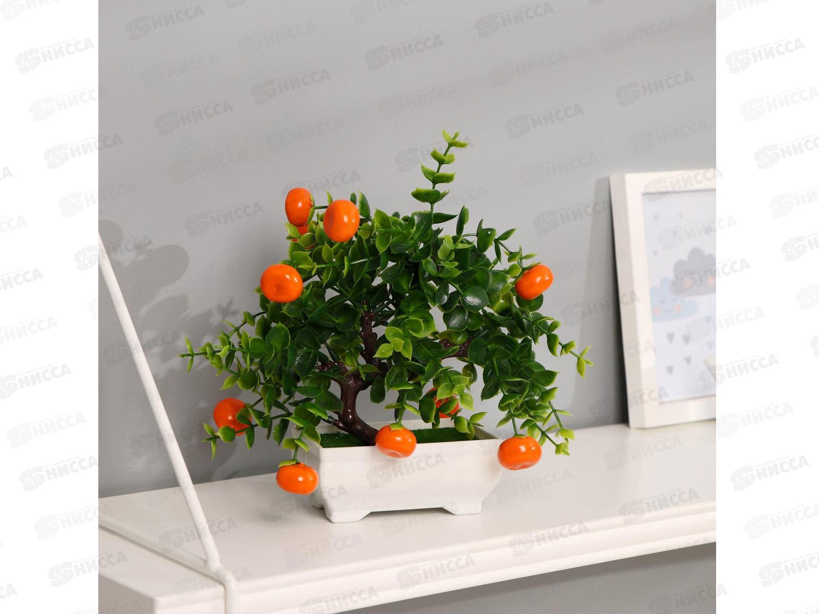 Бонсай &quotДеревце мандарин&quot 10*18см 4142806 *5