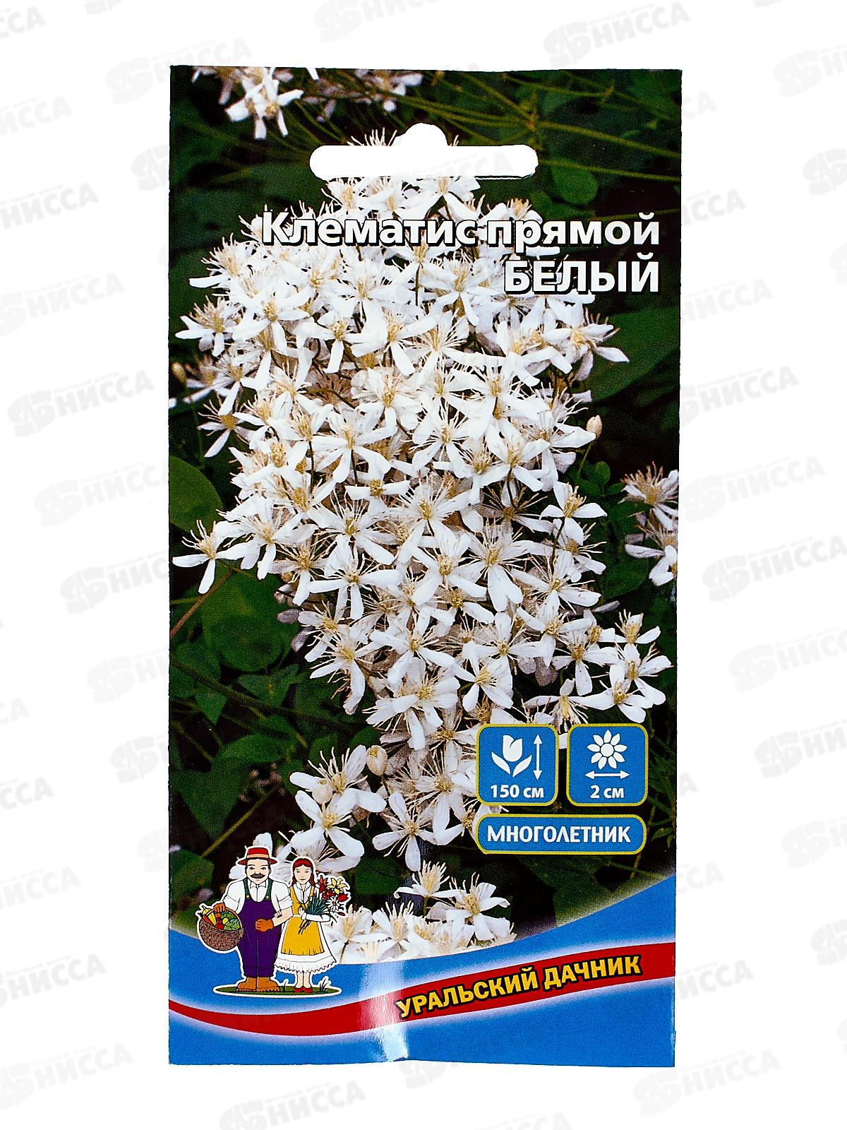 Клематис Белый прямой Евро *10 УрД