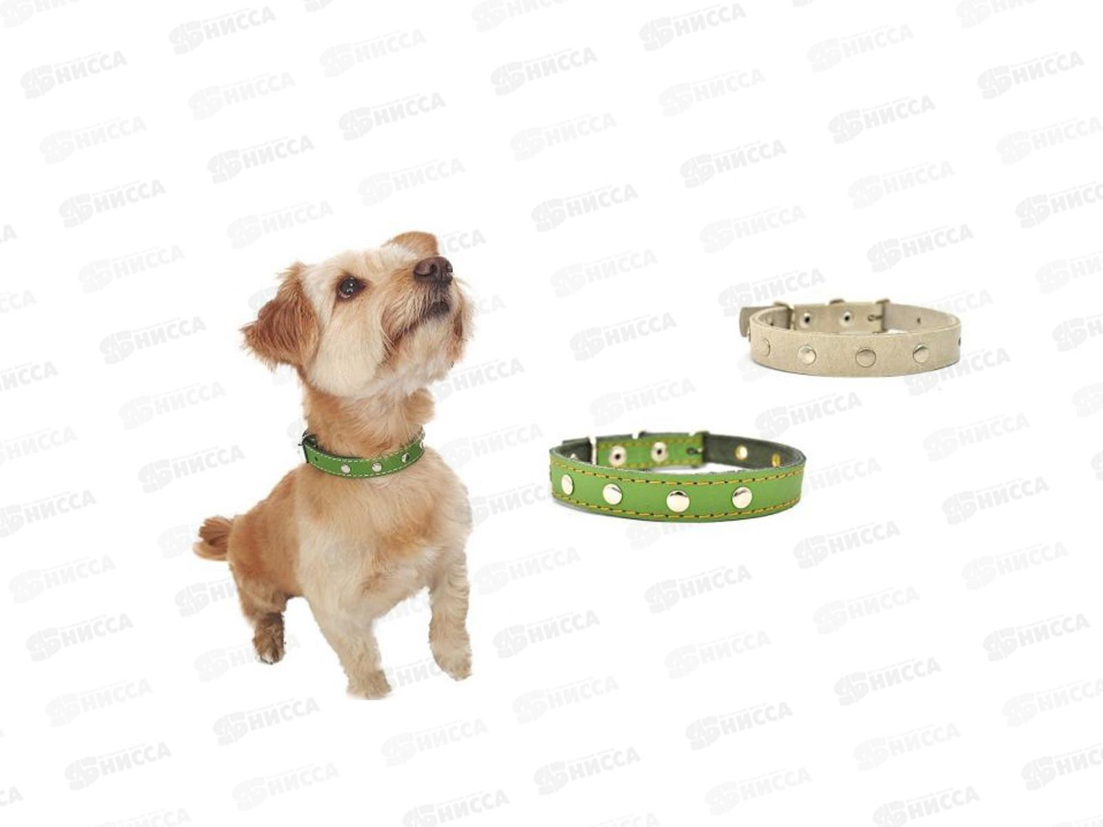 Ошейник ZooMoDa кожаный 15 (1) цветной короткий с хольнитенами 98200