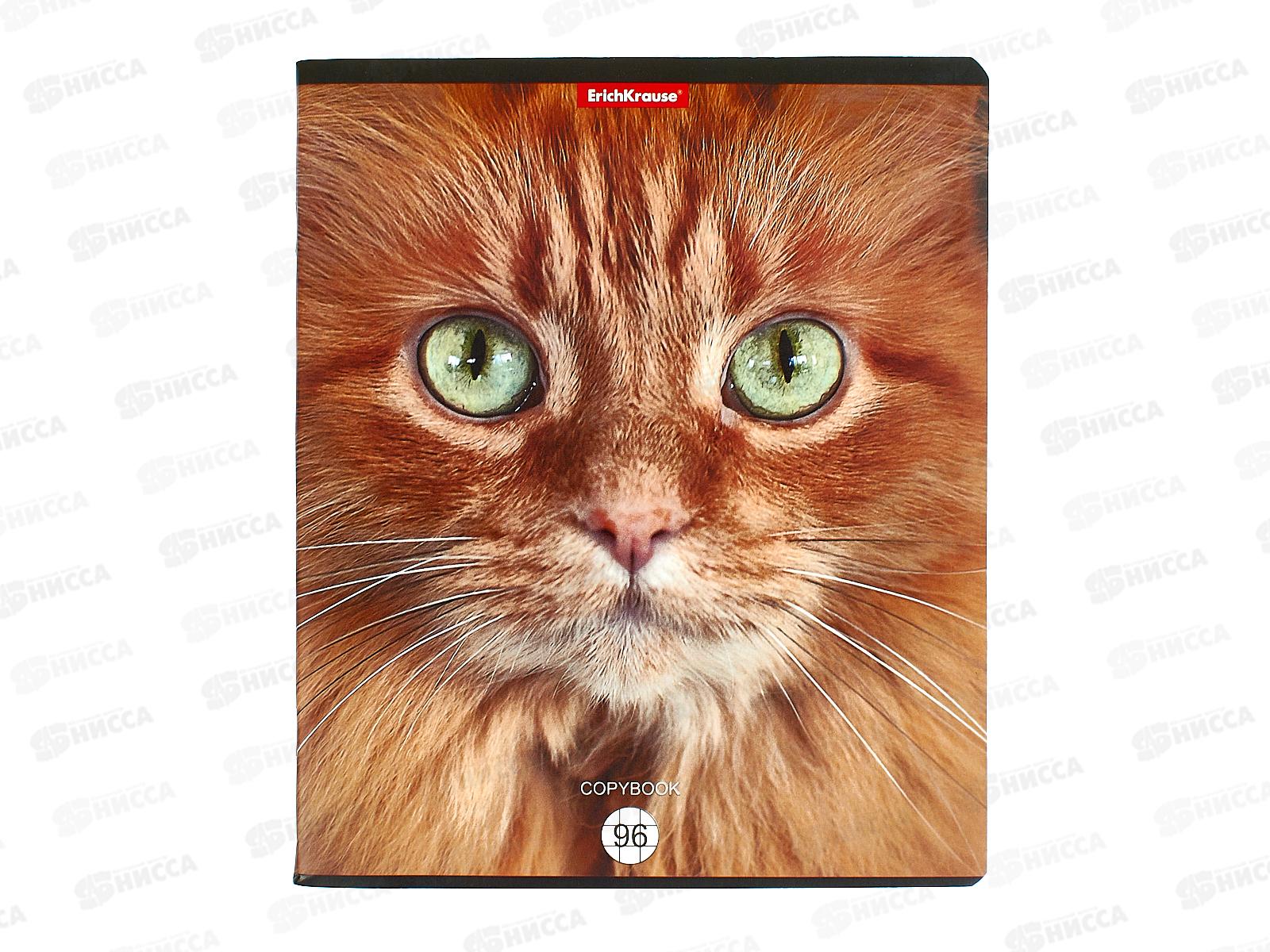 Тетрадь 96листов клетка  ПОЛИ Cats.58406 *5/60