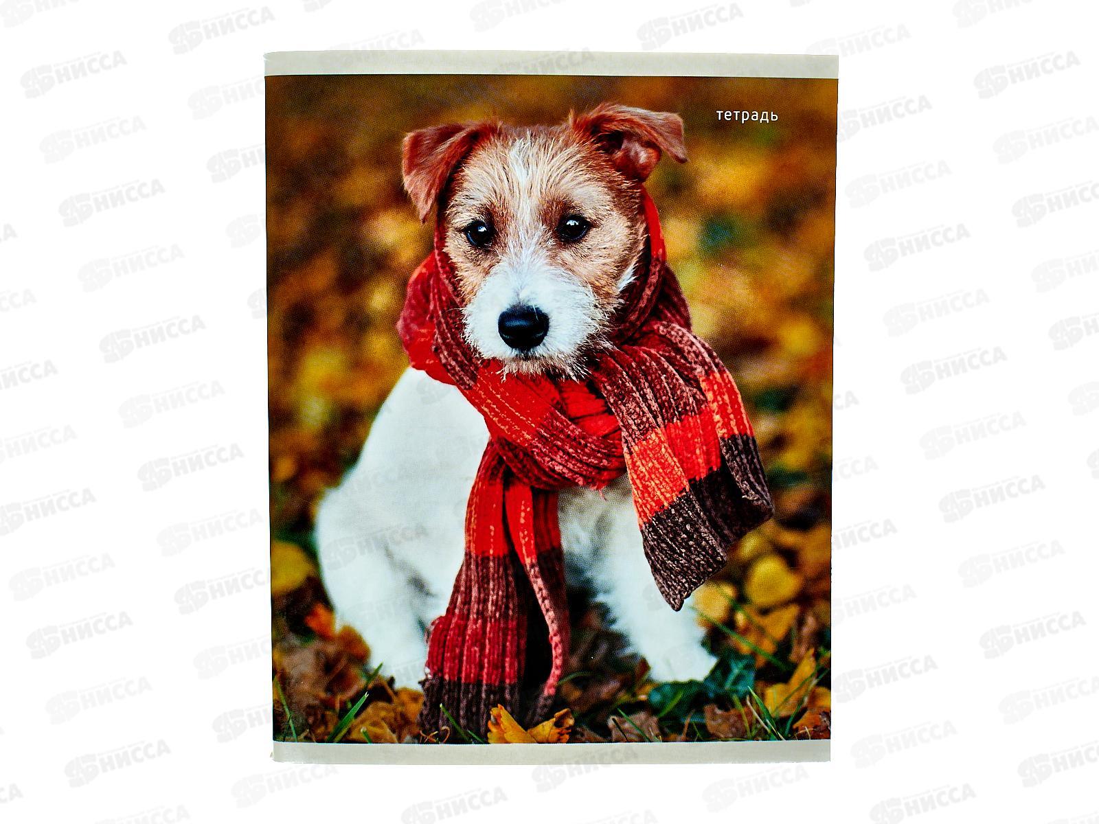 Тетрадь 96листов клетка  ЭКСМ А5 Пушистые друзья в уп. 5 видов ТК968386 *5/50