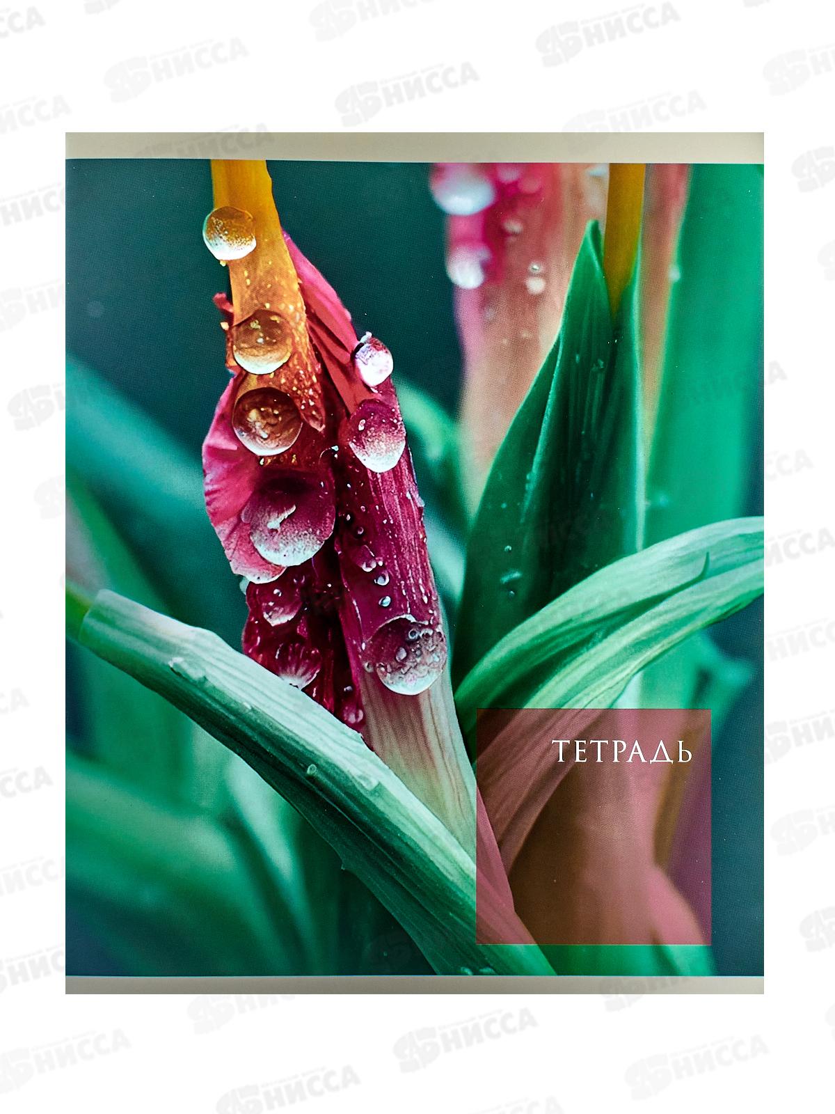 Тетрадь 48листов клетка ЭКСМ Чарующая природа.Мокрый шелк ТК488665 *10/100