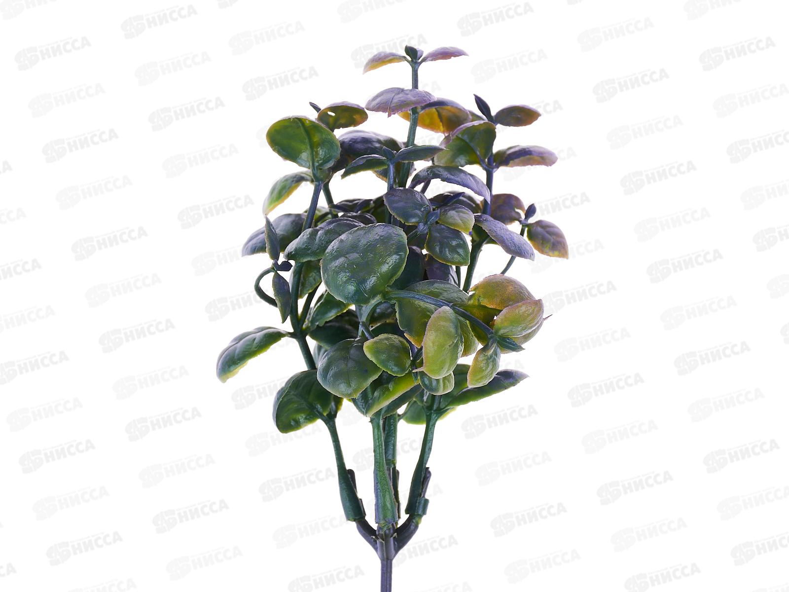 Букет 20см Эвкалипт с напылением  2037 *6