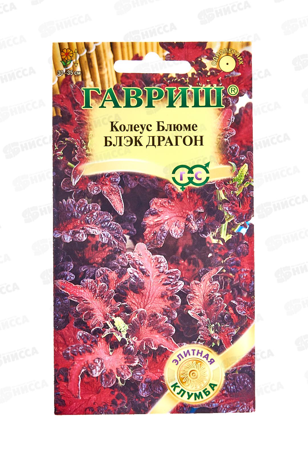 Колеус Блэк Драгон 4шт Элитная клумба *10 ГШ