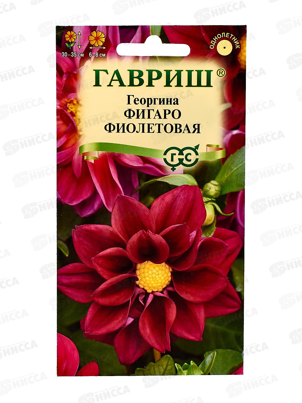 Георгина Фигаро фиолетовая 7шт Н23  *10 ГШ +