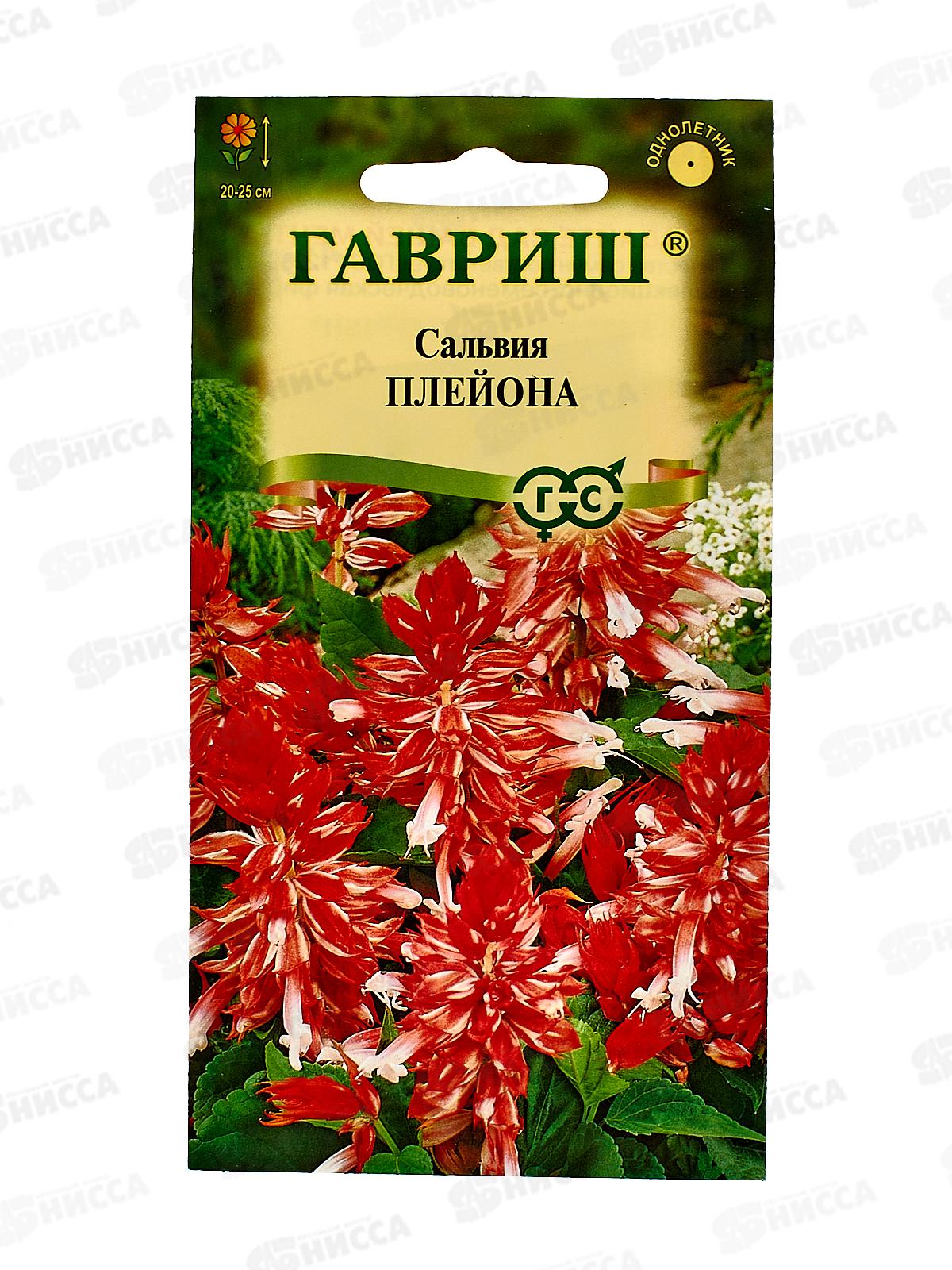 Сальвия Плейона карликовая 4шт  *10 ГШ +