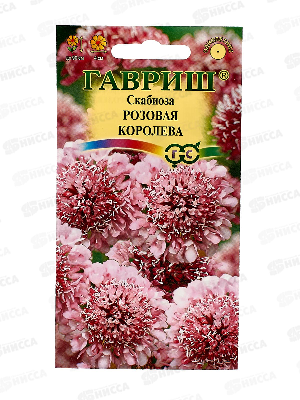 Скабиоза темнопурпурная Розовая королева махр. смесь 6шт *10 ГШ +