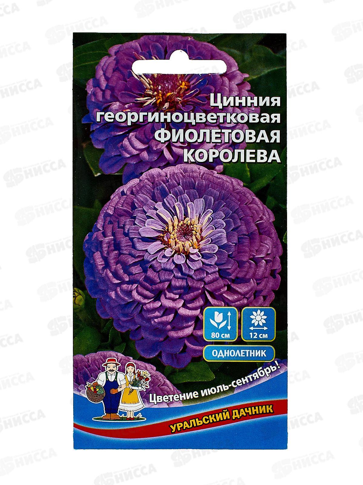 Цинния Фиолетовая королева Евро георгиноцветковая *10 УрД +