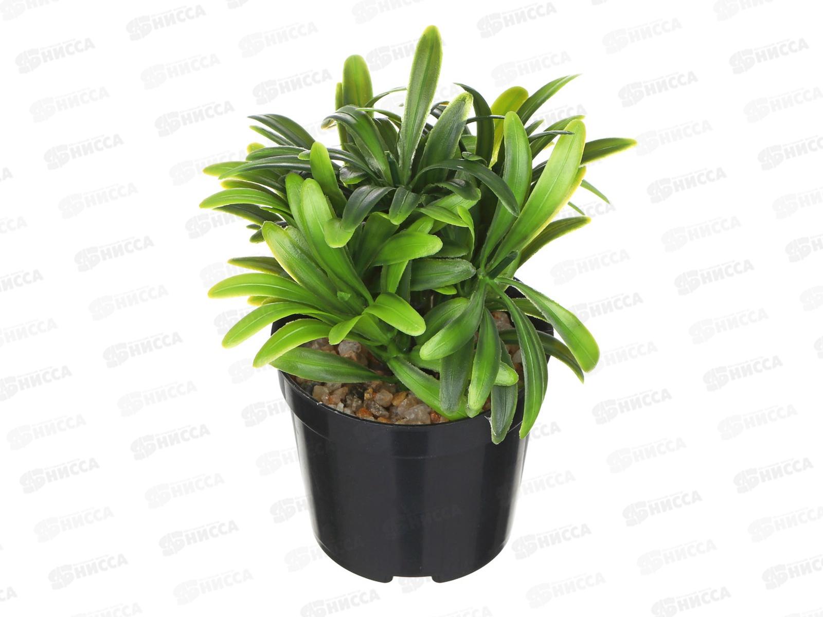 Композиция в горшке Зелень 15см 501-570 г