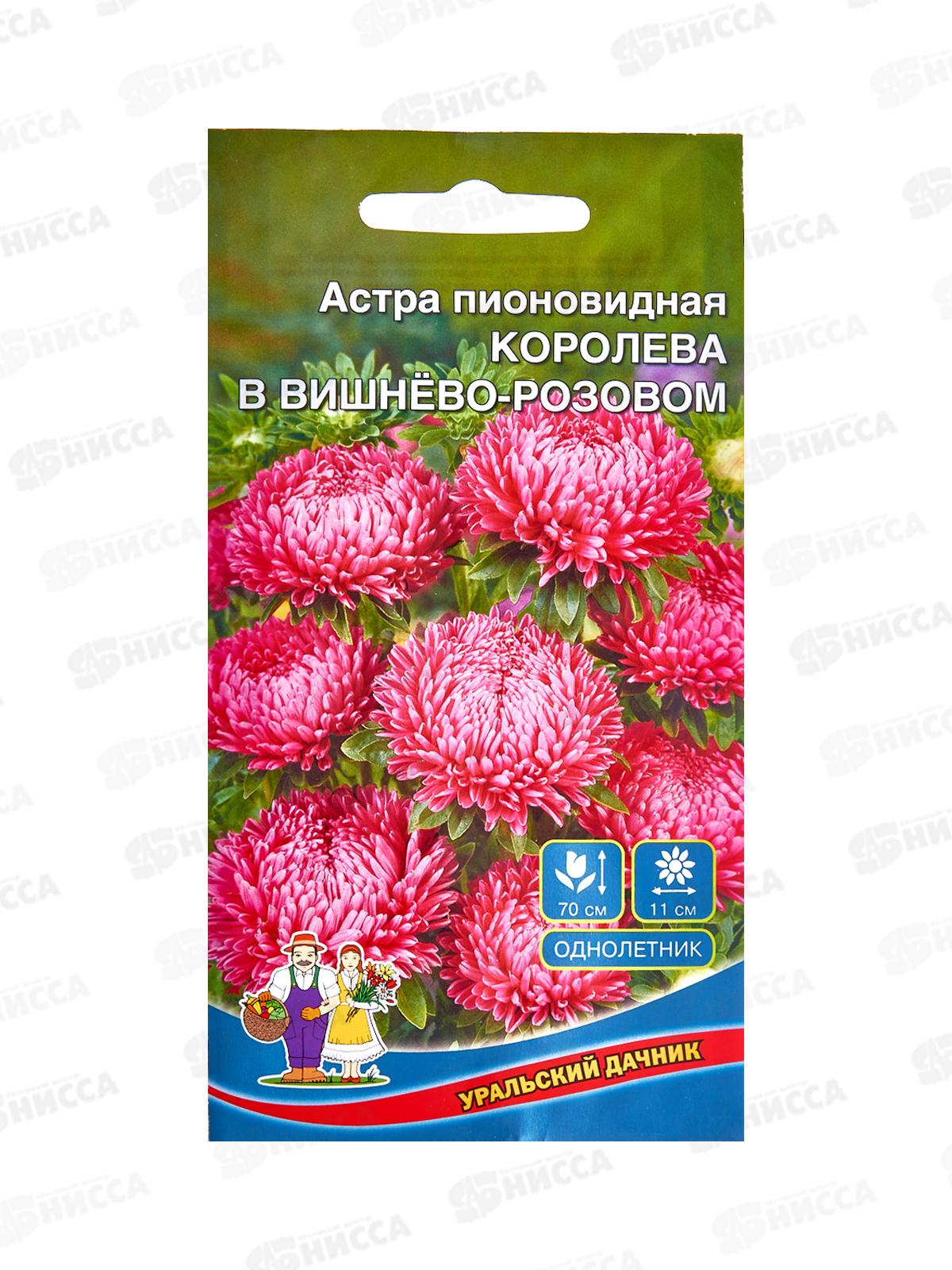 Астра Королева в вишнево-розовом  Евро *10 УрД +