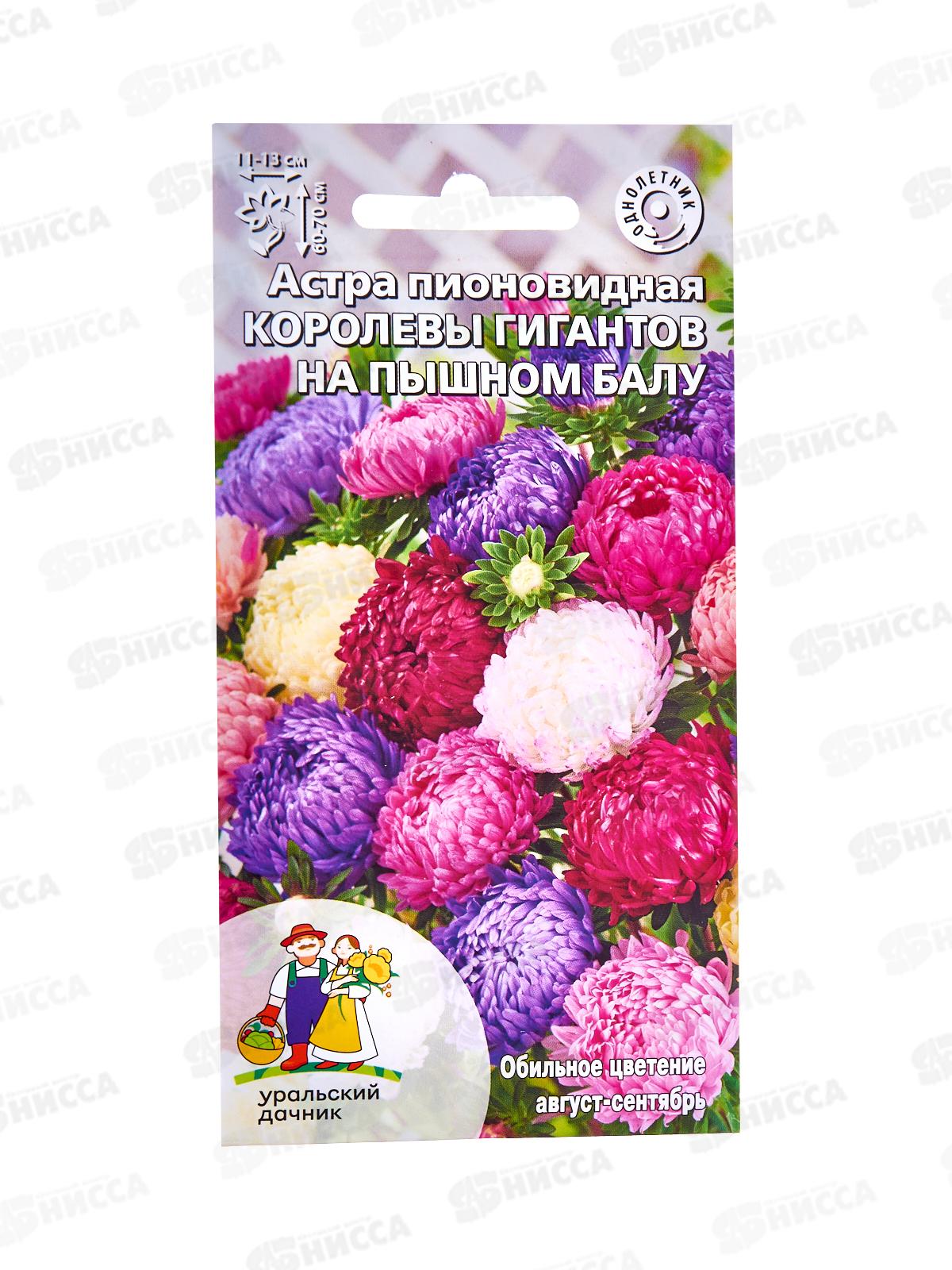 Астра Королевы гигантов на пышном балу пионовидная Евро *10 УрД +