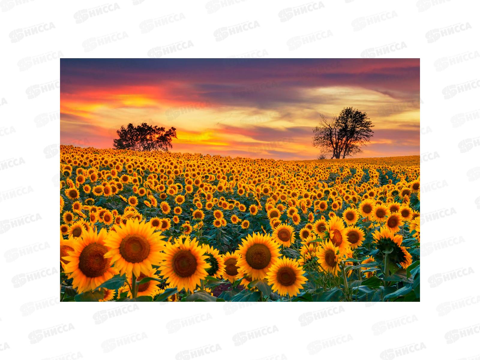 Алмазная мозаика (блест.) 30х40см Подсолнухи на закате НД-2695 без подр.