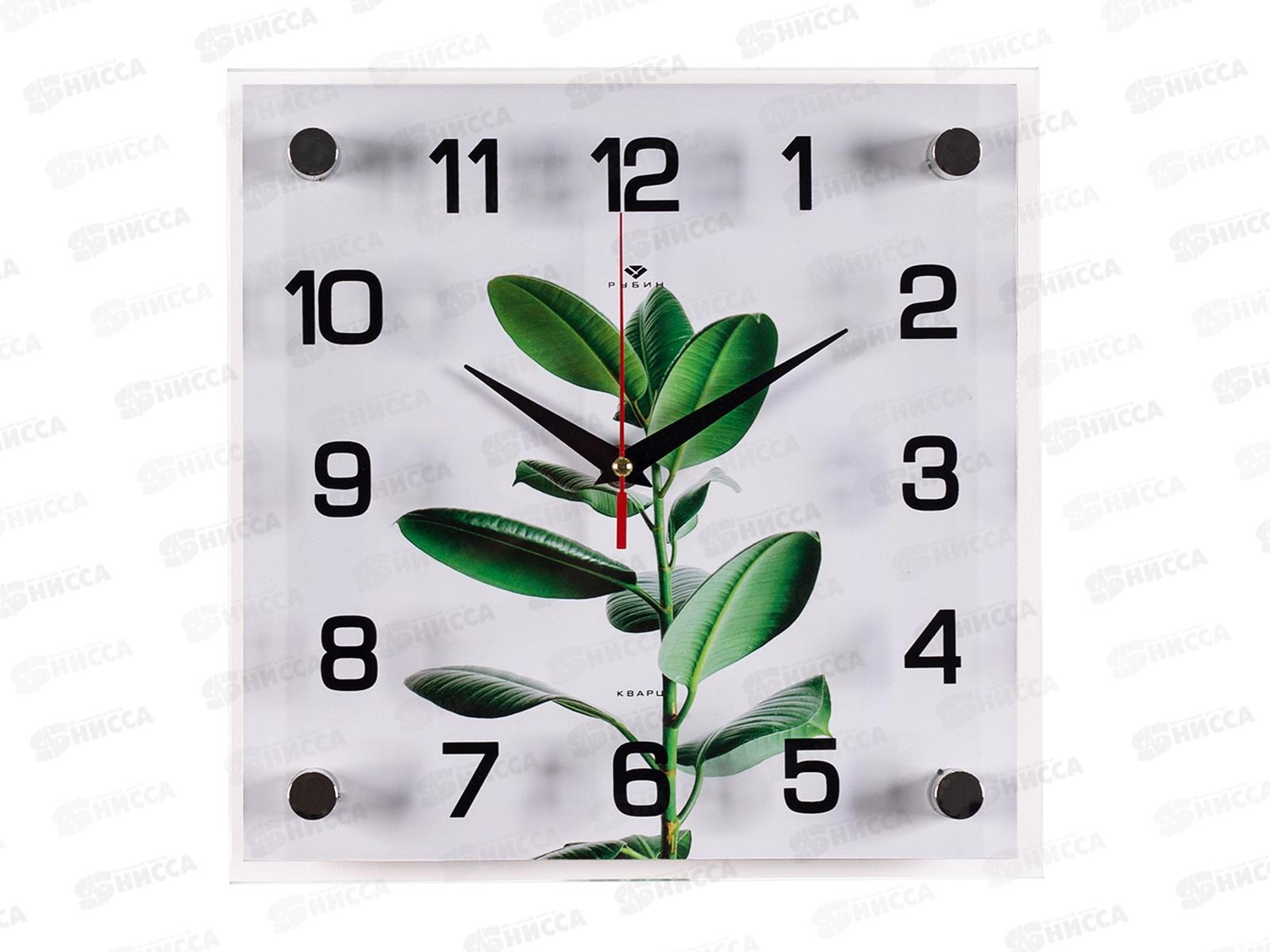 Часы настенные &quot21 Век&quot 2525-057 Фикус Эластика Рубин