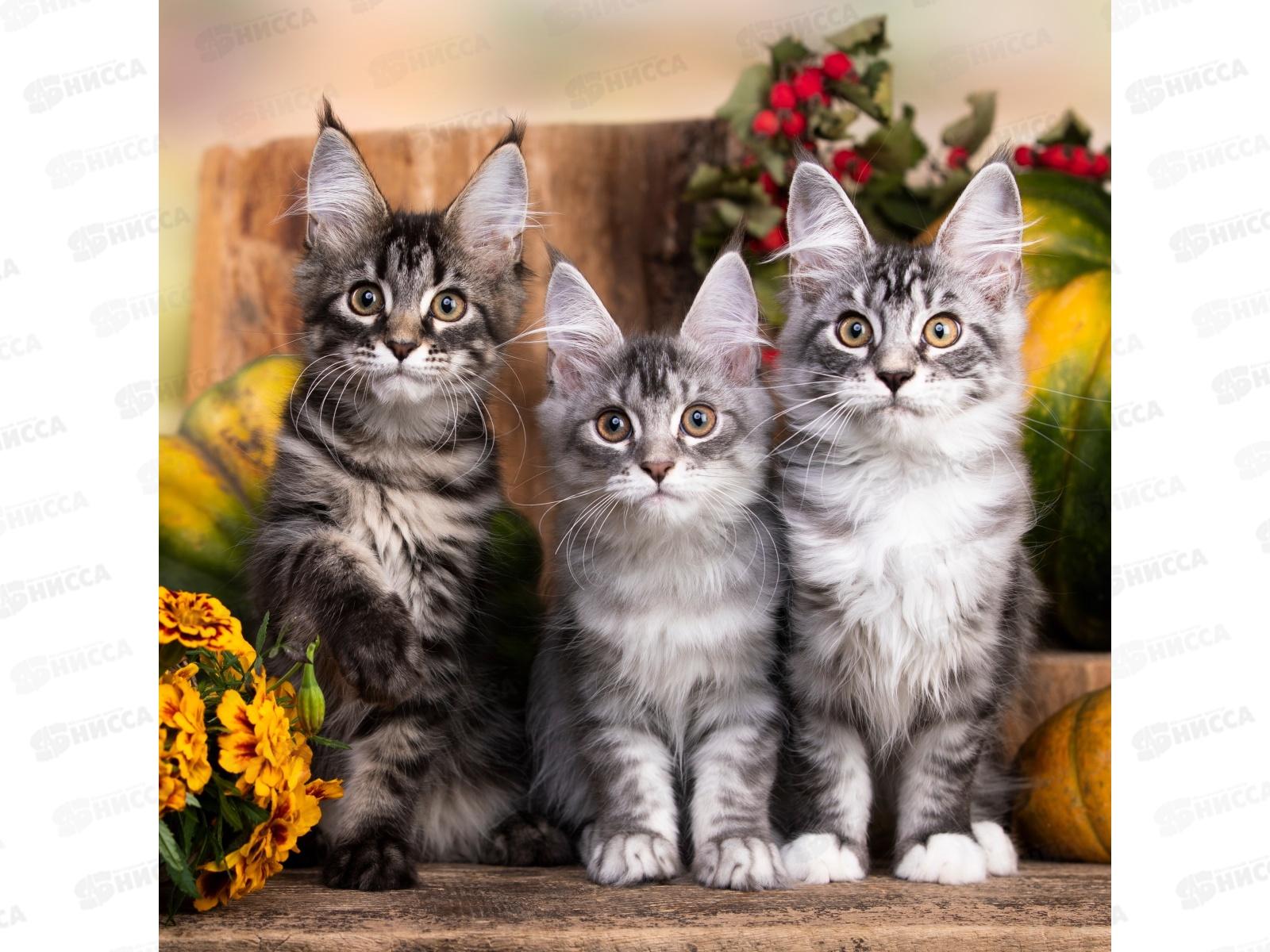 Холст с красками 40х40см Внимательные котята, Х-5620