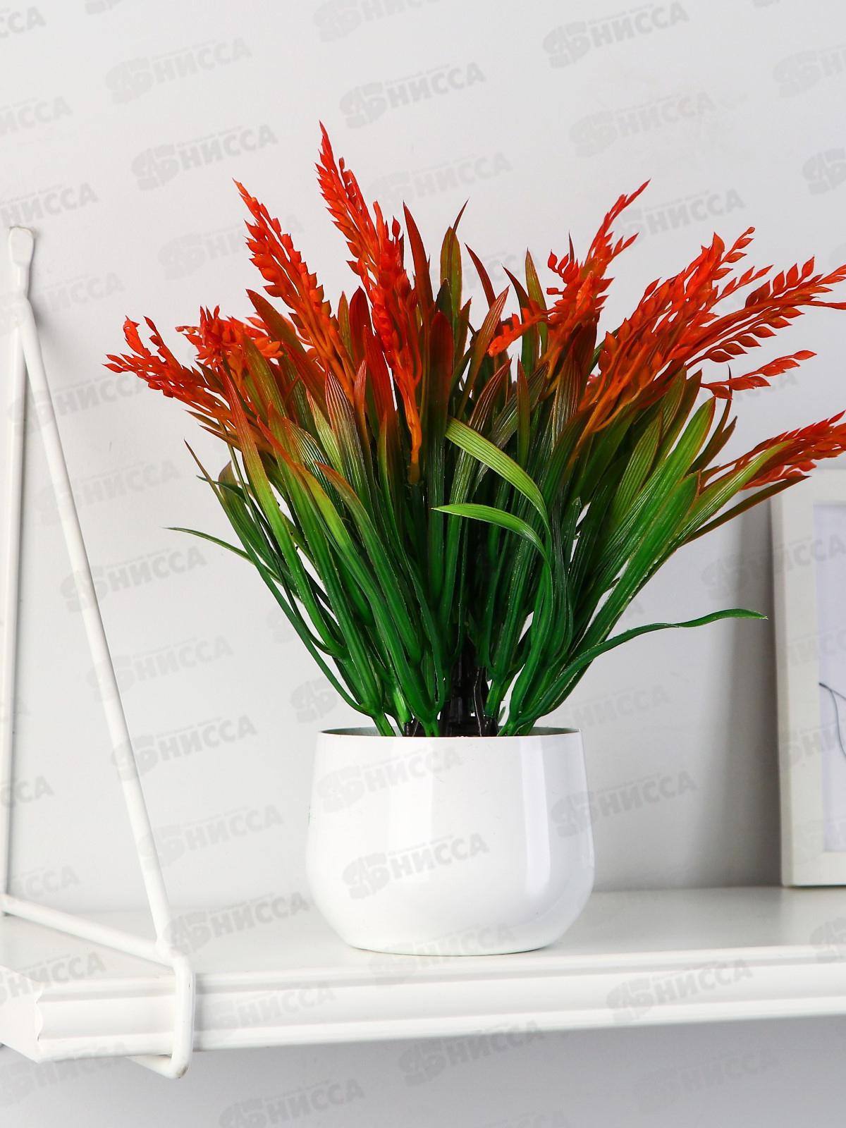 Бонсай "Кипарис крупноплодный" 9*23см микс 5664397