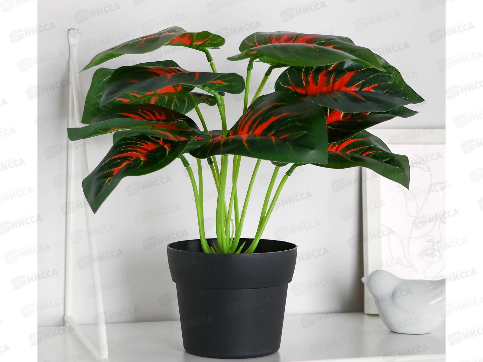 Бонсай &quotМаранта колор&quot 10*24см 10084544