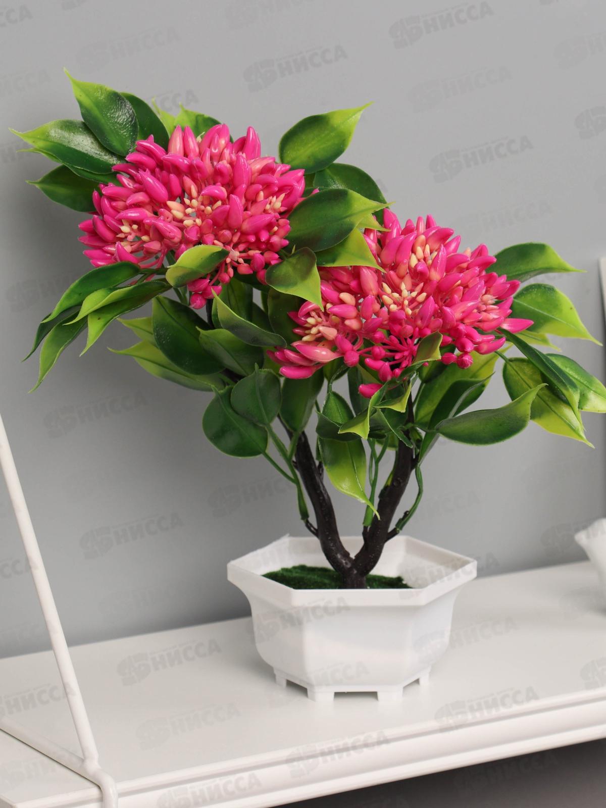 Бонсай "Ашока комнатная" 23*11см микс 10455198