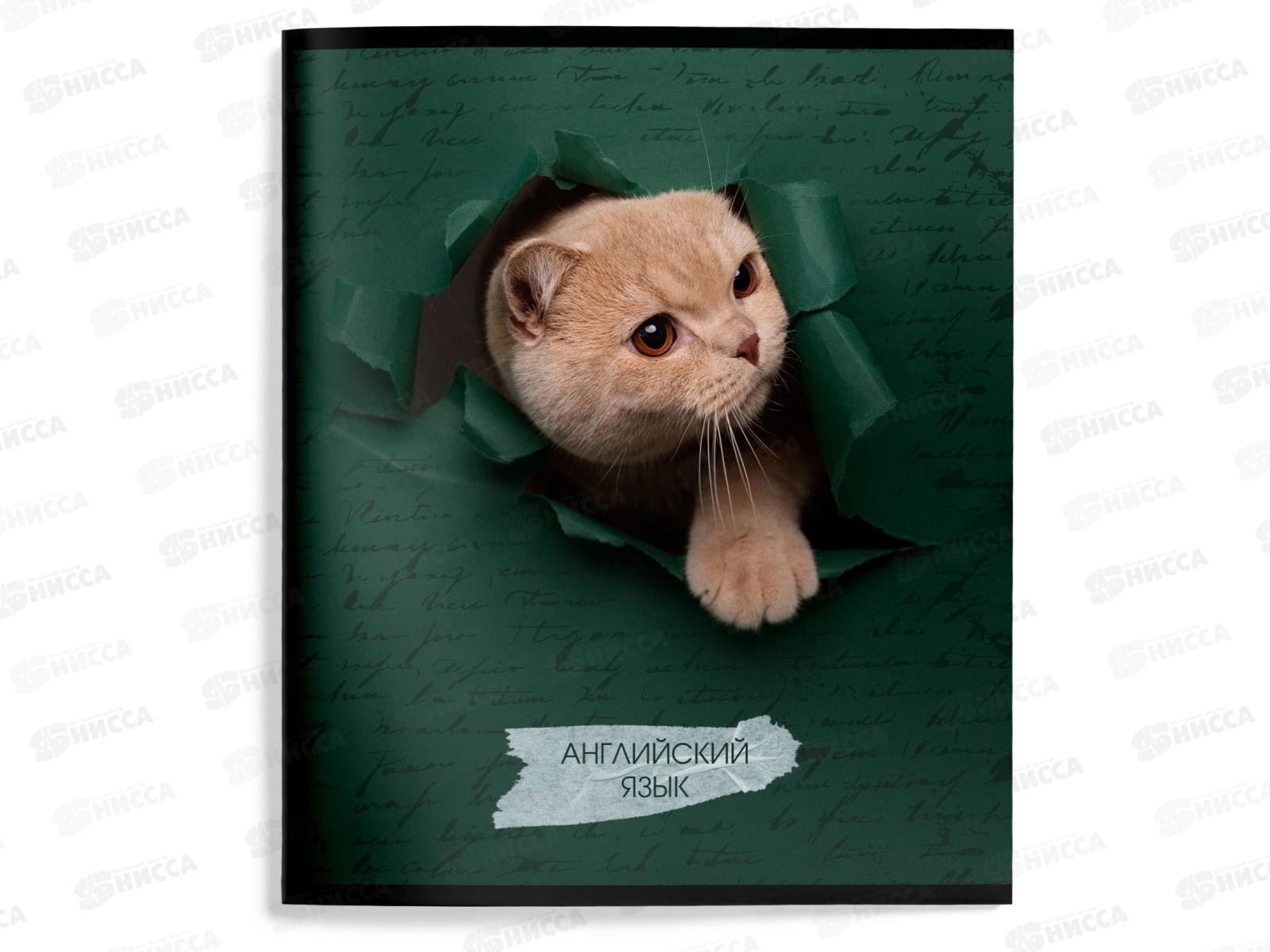 Тетрадь 48л кл. schoolФОРМАТ А5 Любопытный котик Англ.язык ТТКАНГ-КВД