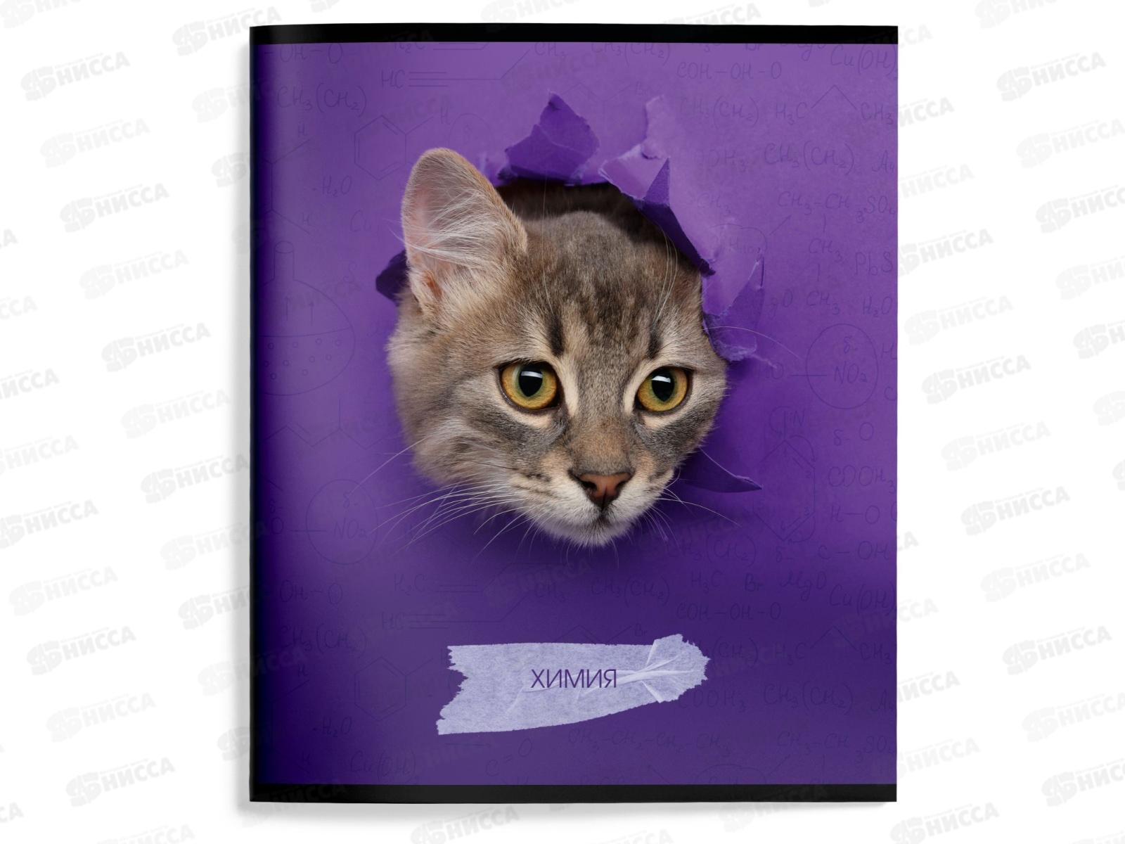 Тетрадь 48л кл. schoolФОРМАТ А5 Любопытный котик Химия ТТКХИМ-КВД