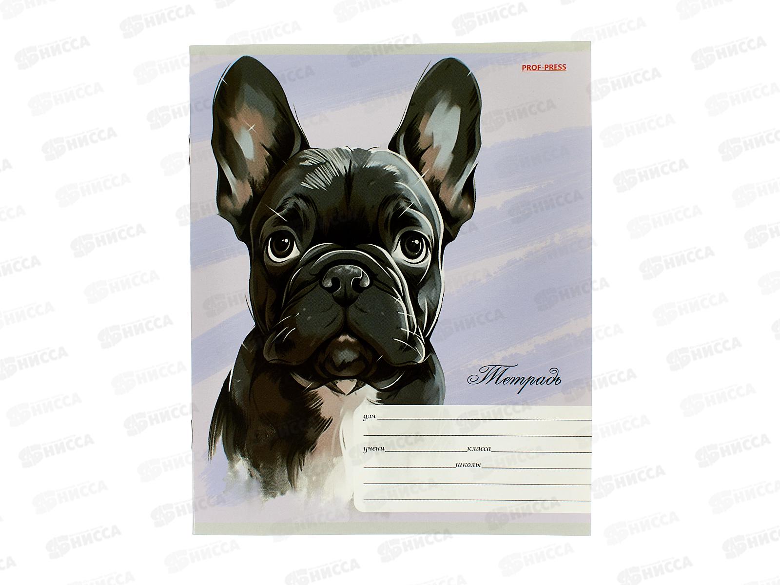 Тетрадь 12л клетка ПП Красивые собачки, 5диз., Т12-3929 *20/240