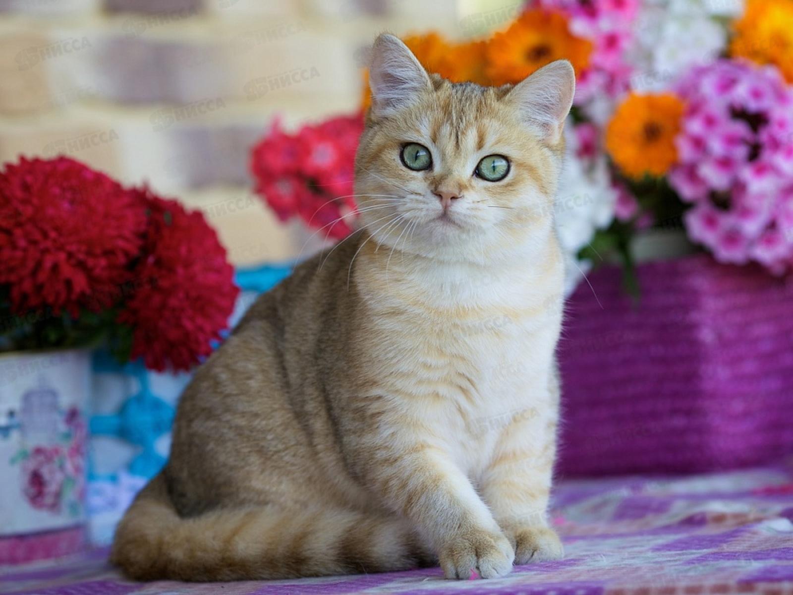 Алмаз. мозаика (класс.) 30х40см Золотистая шиншилла, АЛМ-0053 с подр.