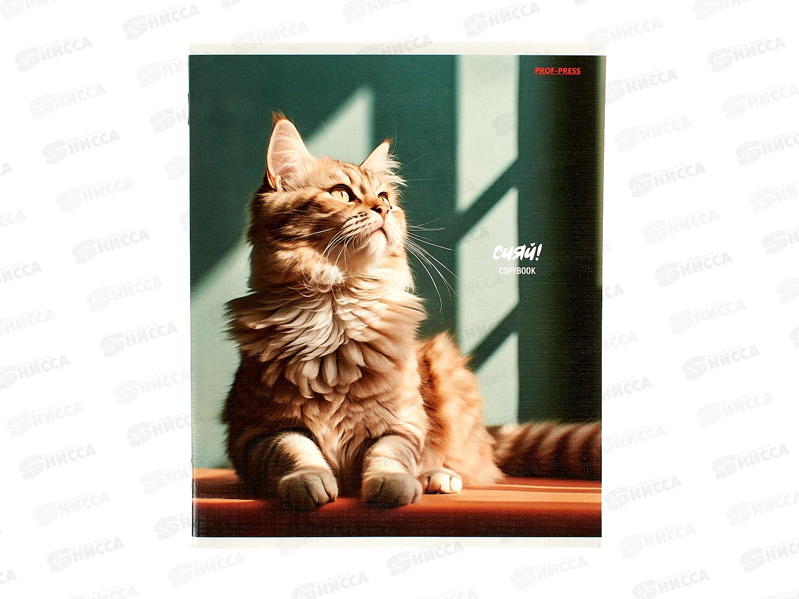 Тетрадь 48л клетка ПП Котики на солнце, 48-4336 *10/100