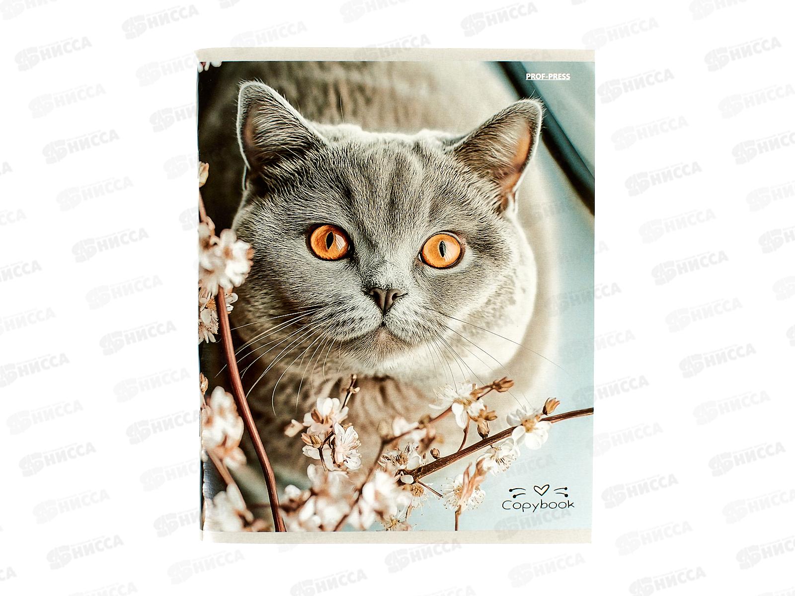 Тетрадь 96л клетка ПП Разные домашние коты, 96-4319 *6/48
