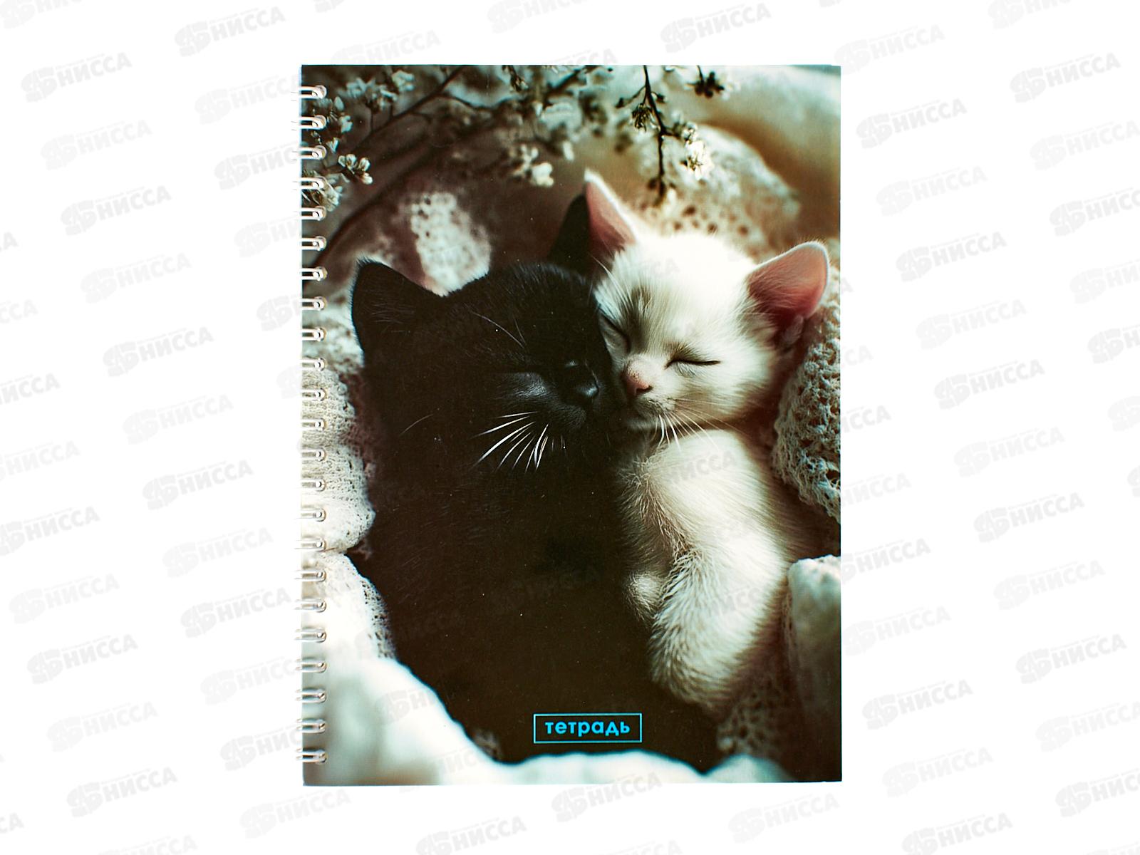 Тетрадь 48л кл. Апплика Два котенка. греб. С0152-153 *80