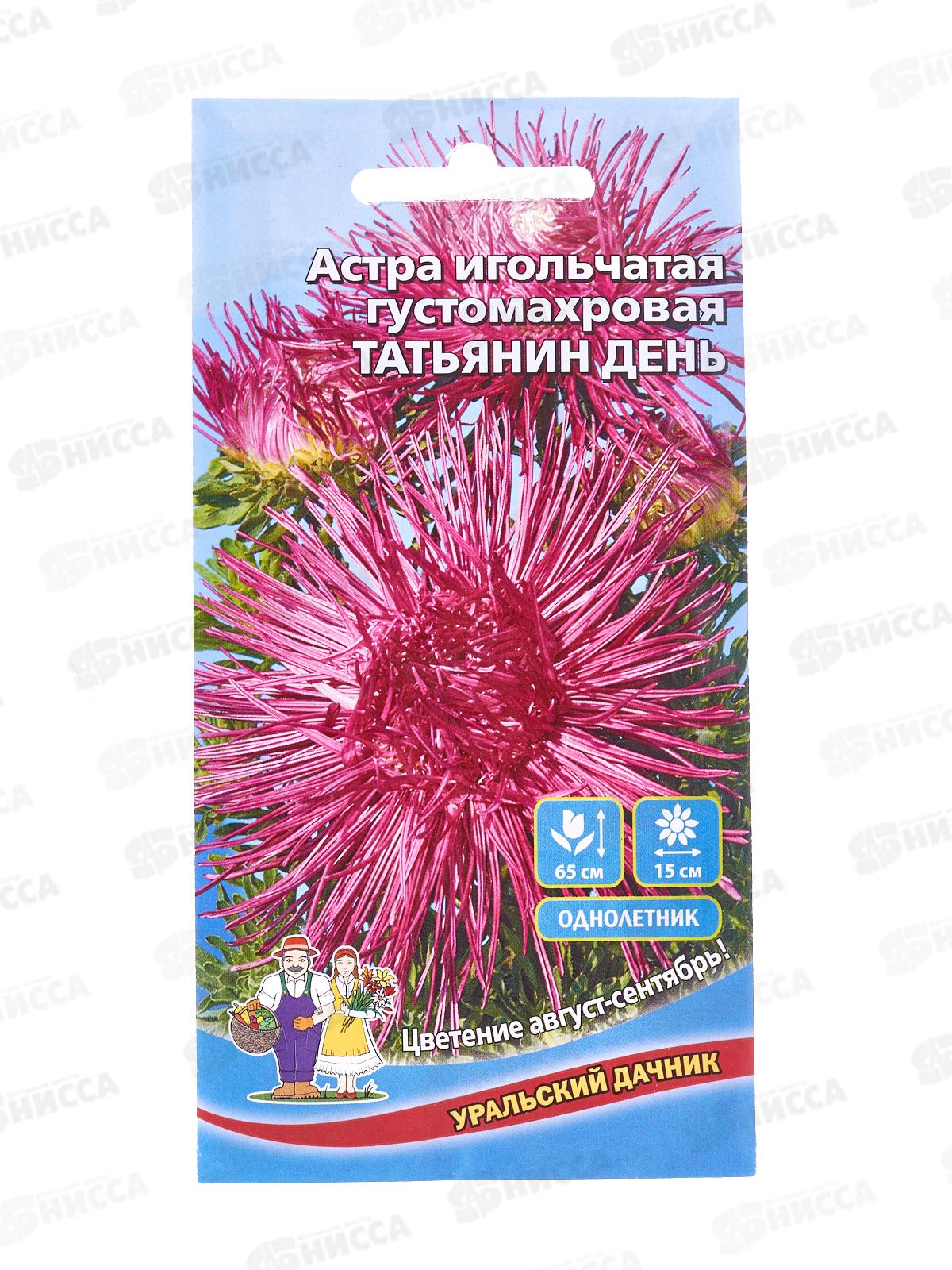 Астра Татьянин день игольчатая густомахровая  Евро *10 УрД +