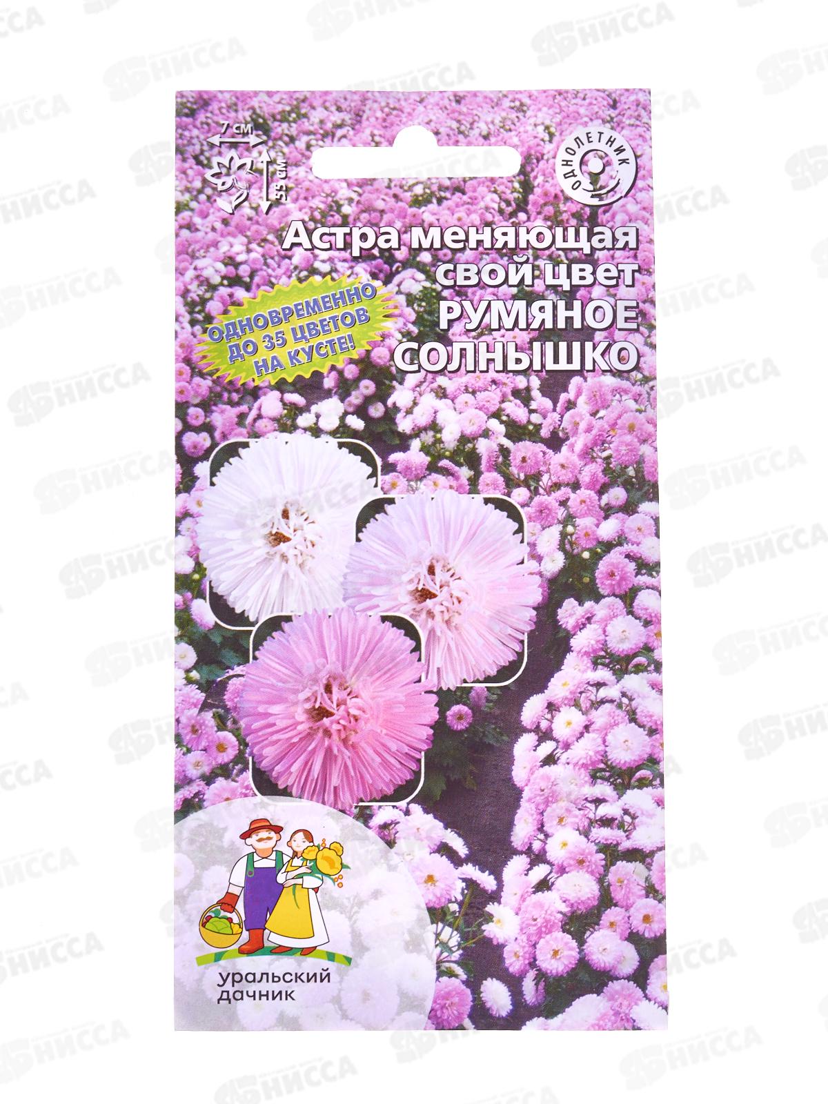 Астра Румяное солнышко (меняет цвет) Евро *10 УрД +