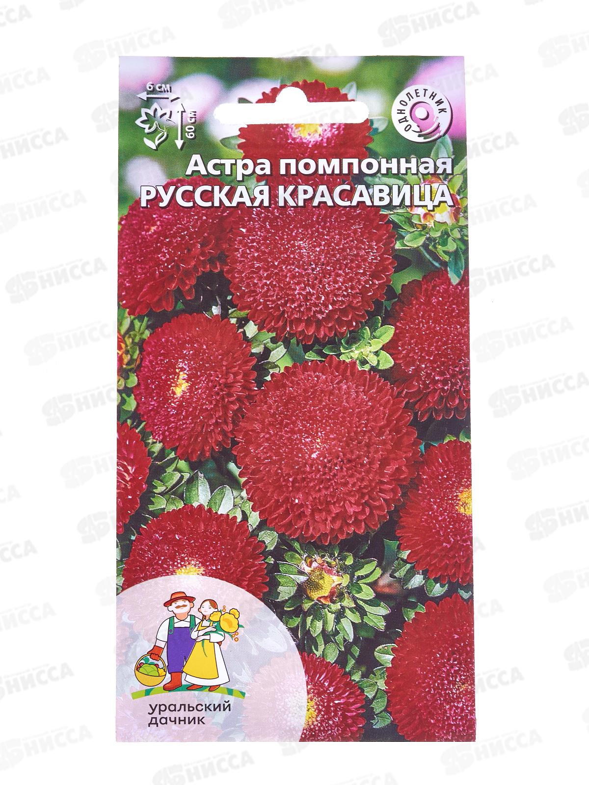 Астра Русская красавица Евро помпонная *10 УрД +