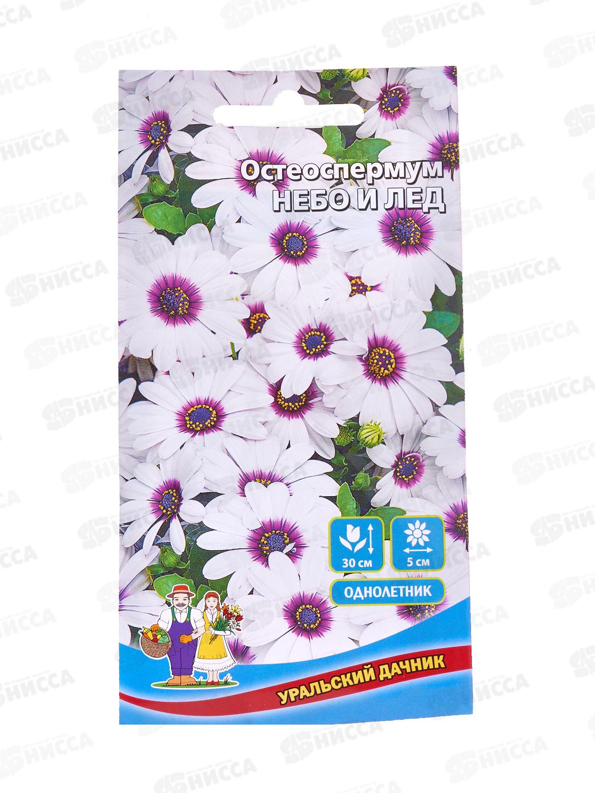 Остеоспермум Небо и лед Евро *10 УрД +
