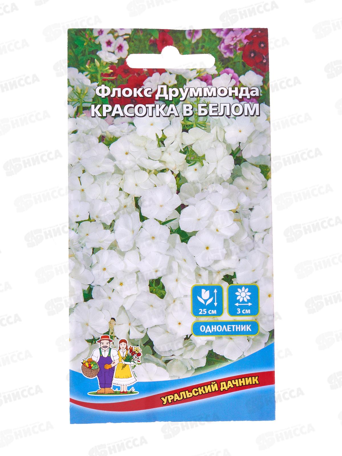 Флокс друммонда Красотка в белом Евро *10 УрД +