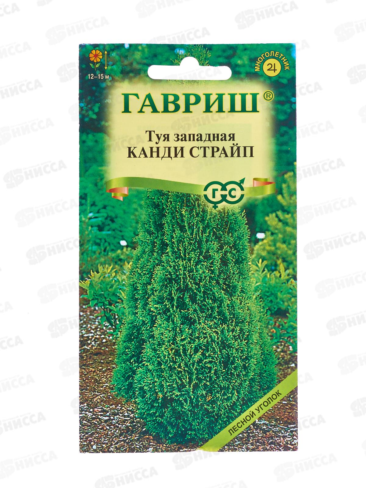 Туя западная Канди Страйп 0,05г  *10 ГШ