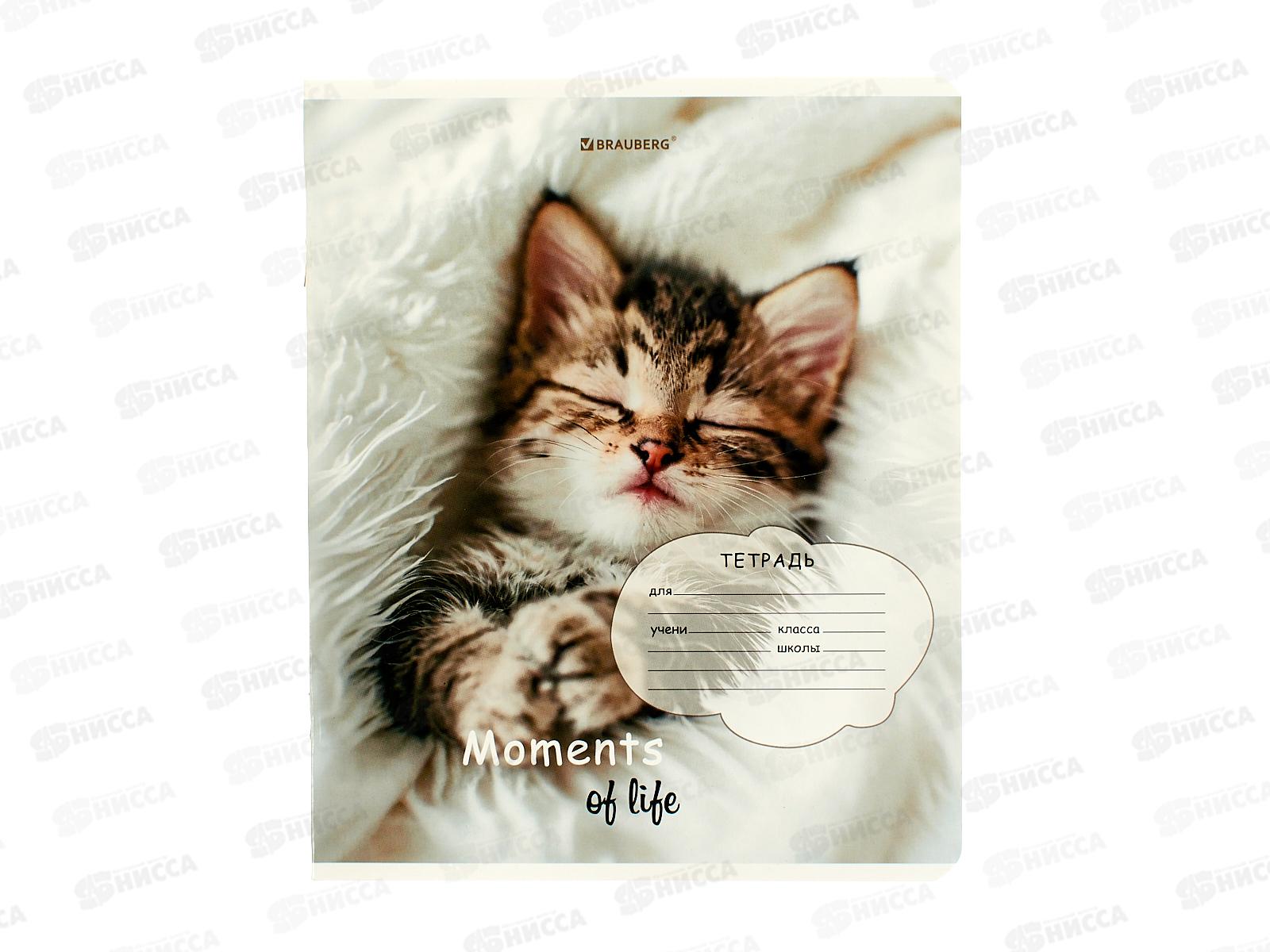 Тетрадь 18л кл. BRAU Котята 107292  *20/200