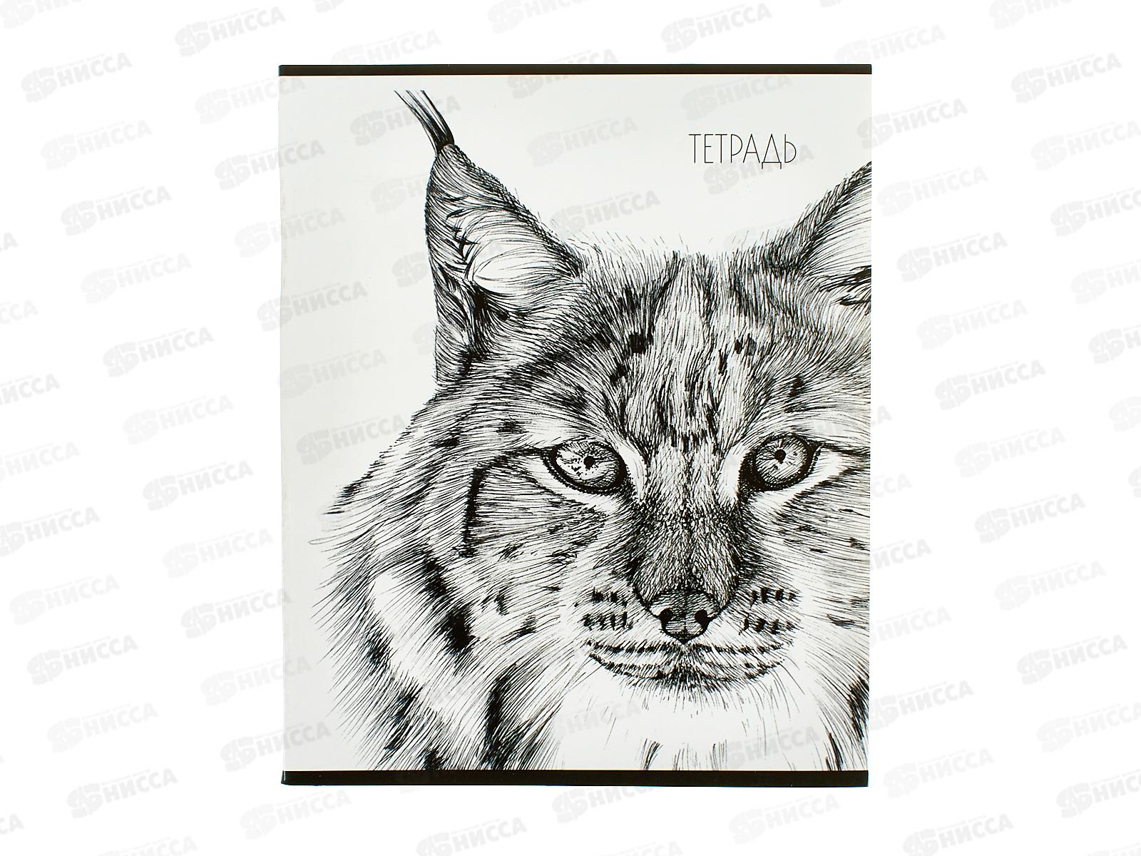 Тетрадь 40л кл. Апплика Рысь С6046-39 *80