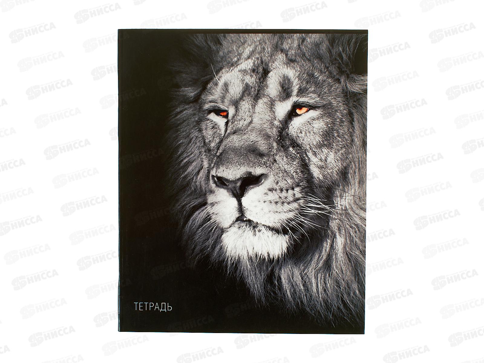 Тетрадь 40л кл. Апплика Лев, С6046-41 *80