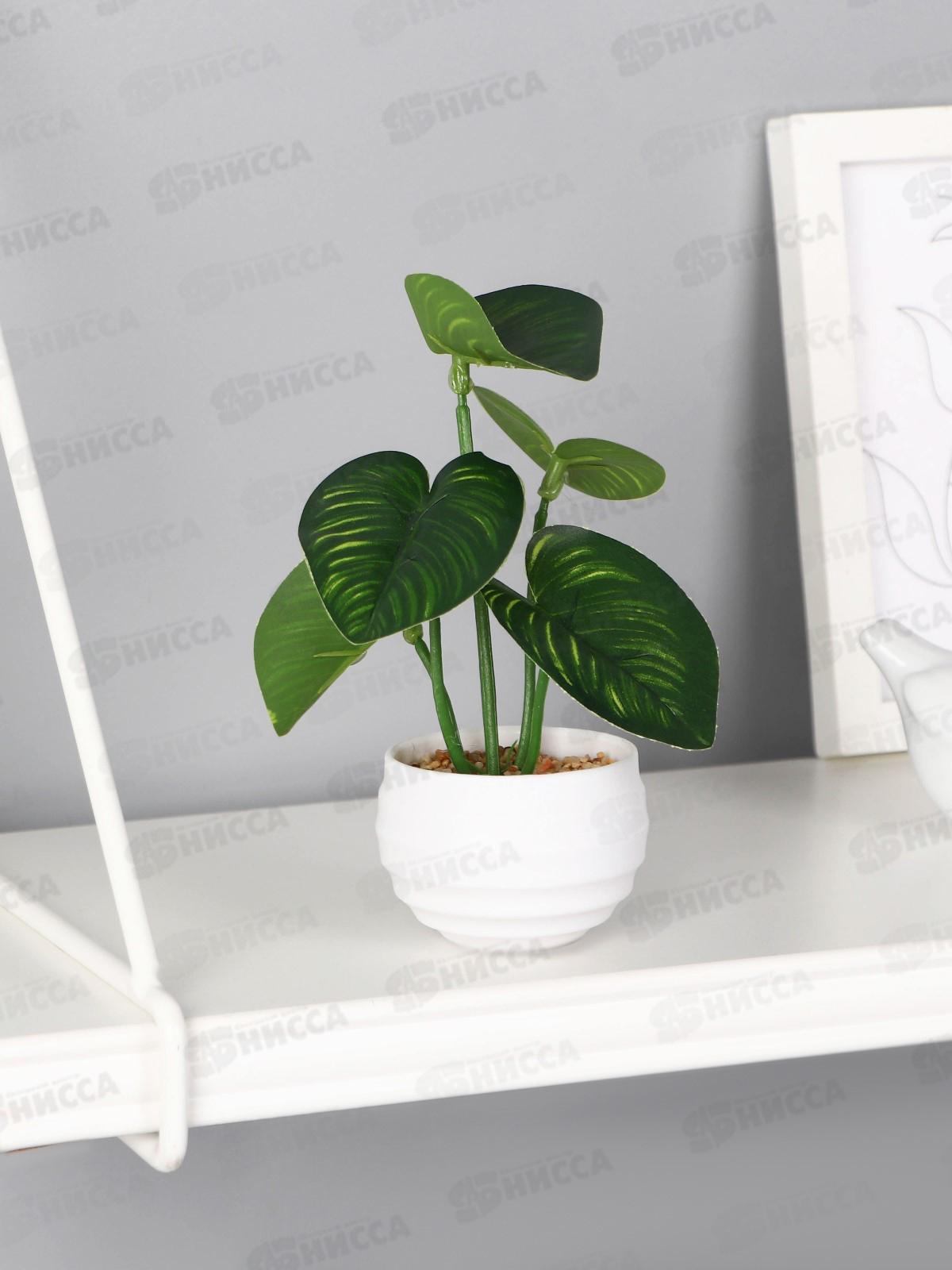 Бонсай в горшке &quotФилодендрон элит элегант&quot 6*13см зеленый 10325084