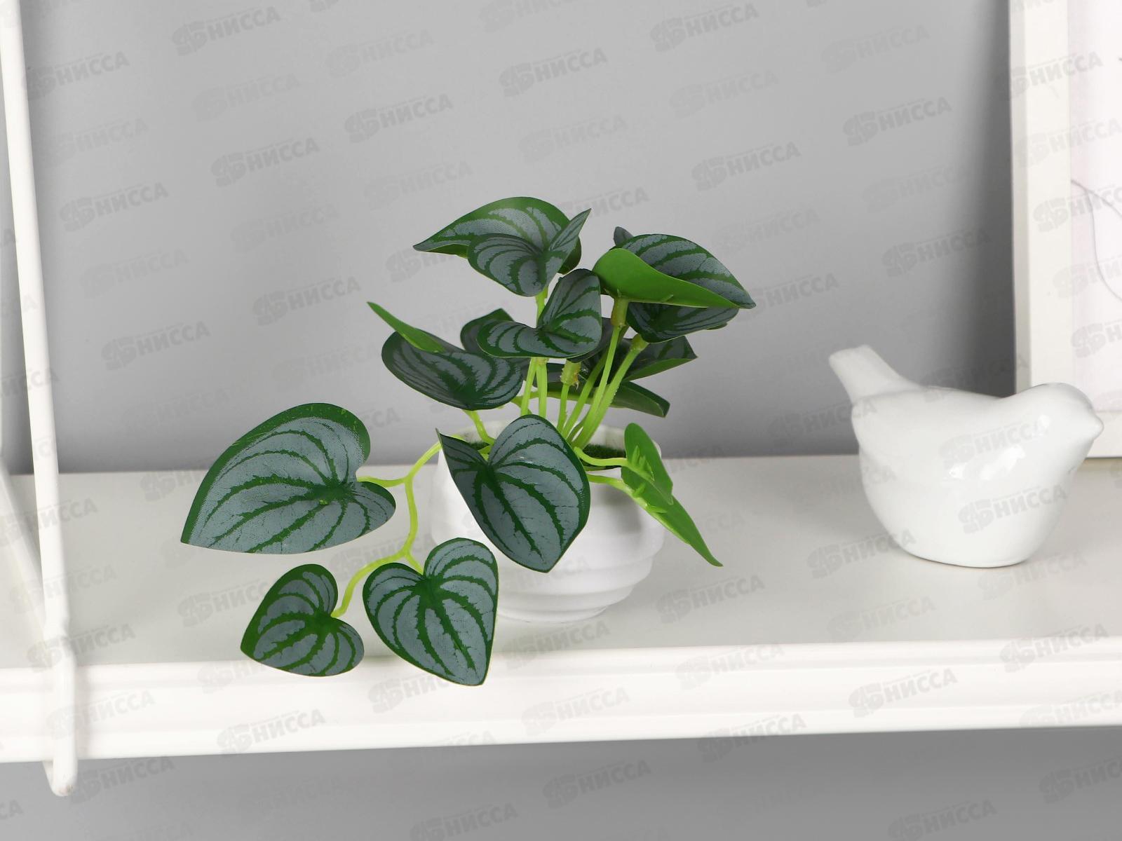 Бонсай в горшке &quotПеперомия колор элегант&quot 6*11см зеленый 10325088