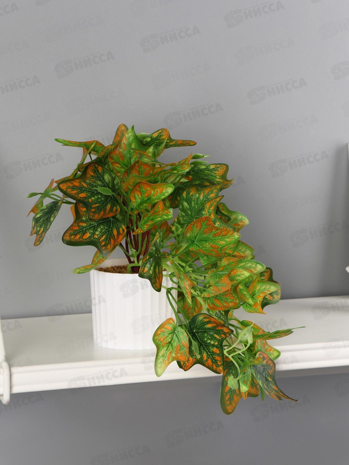 Бонсай в горшке &quotСингониум элегант&quot 9*19см зеленый 10325096